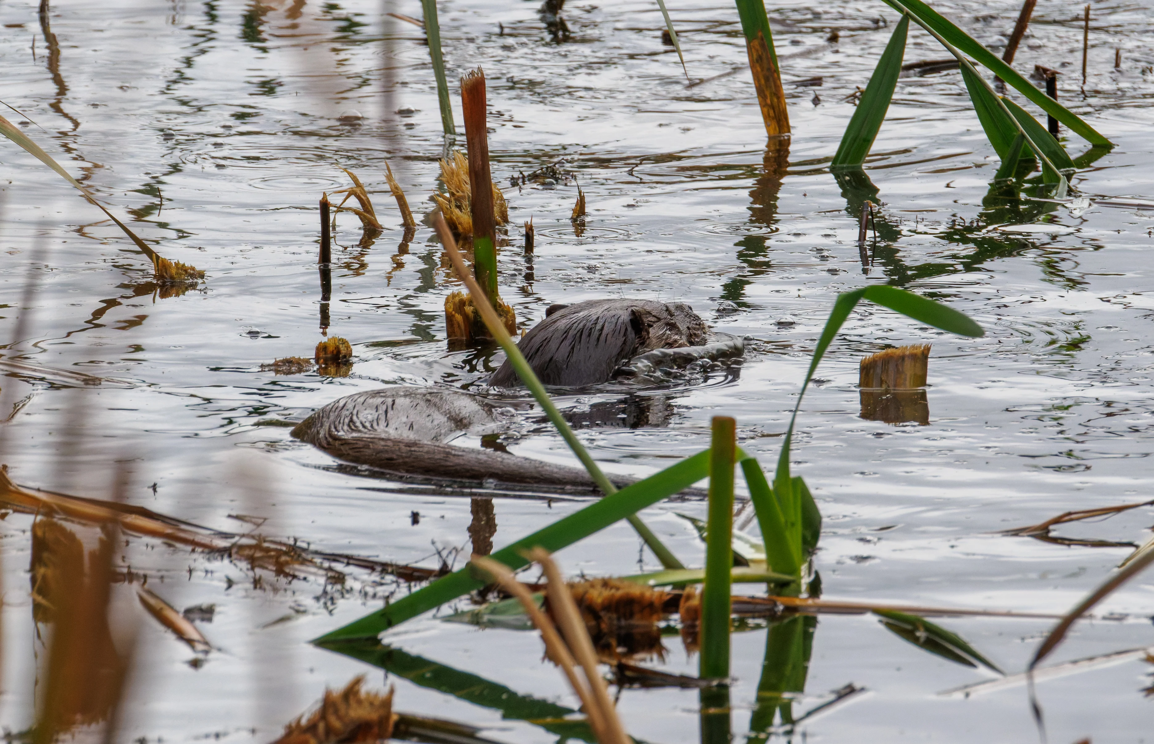 European Otter, Blashford Lakes, Hampshire, UK — photo by Orlando Prugel-Bennett