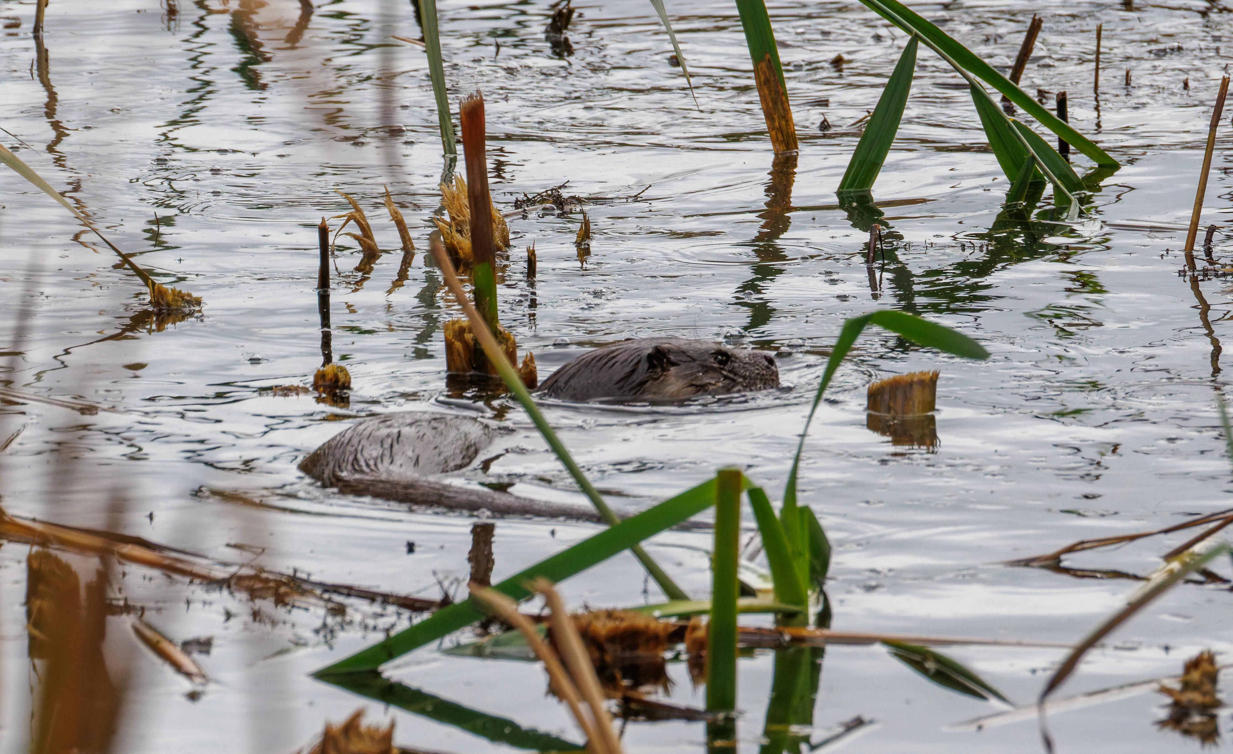 European Otter, Blashford Lakes, Hampshire, UK — photo by Orlando Prugel-Bennett