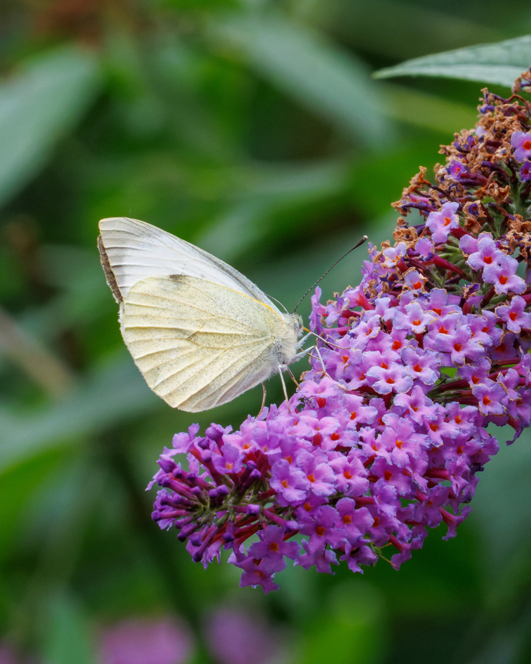 Large White butterfly on Buddleia, Eling, Hampshire, UK — photo by Orlando Prugel-Bennett