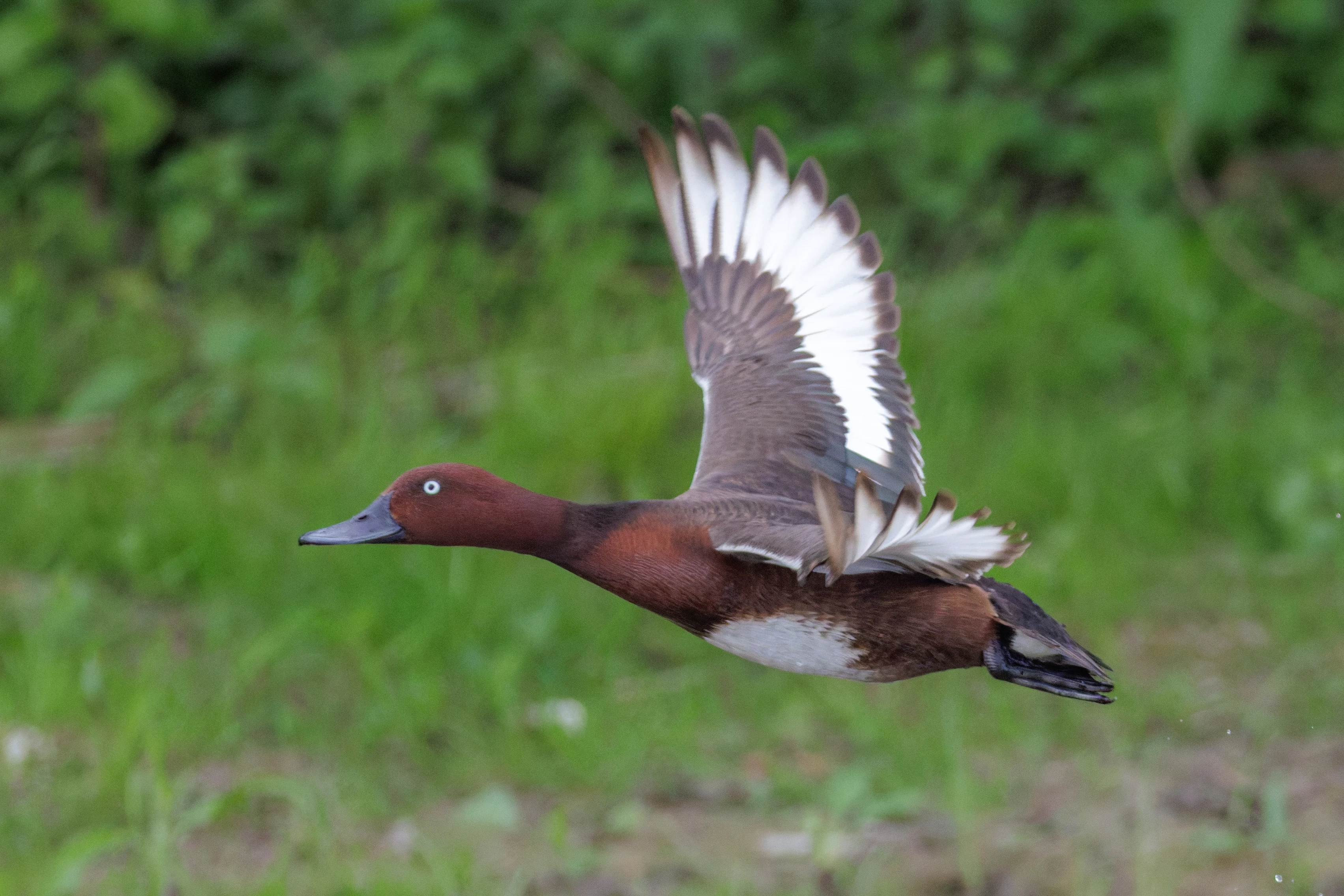 Ferruginous Duck, Danube Delta, Romania — photo by Orlando Prugel-Bennett