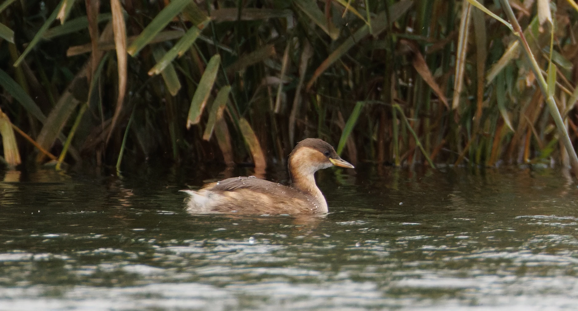 Little Grebe, Clot de Galvany, Alicante, Spain — photo by Orlando Prugel-Bennett