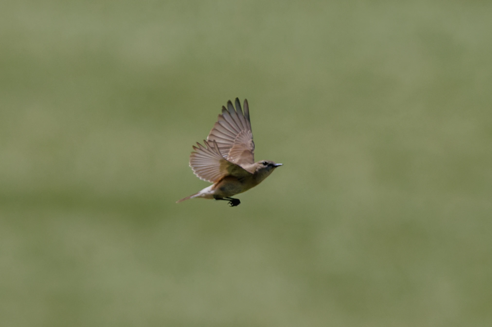 Wheatear, Romanian Steppe, Romania — photo by Orlando Prugel-Bennett