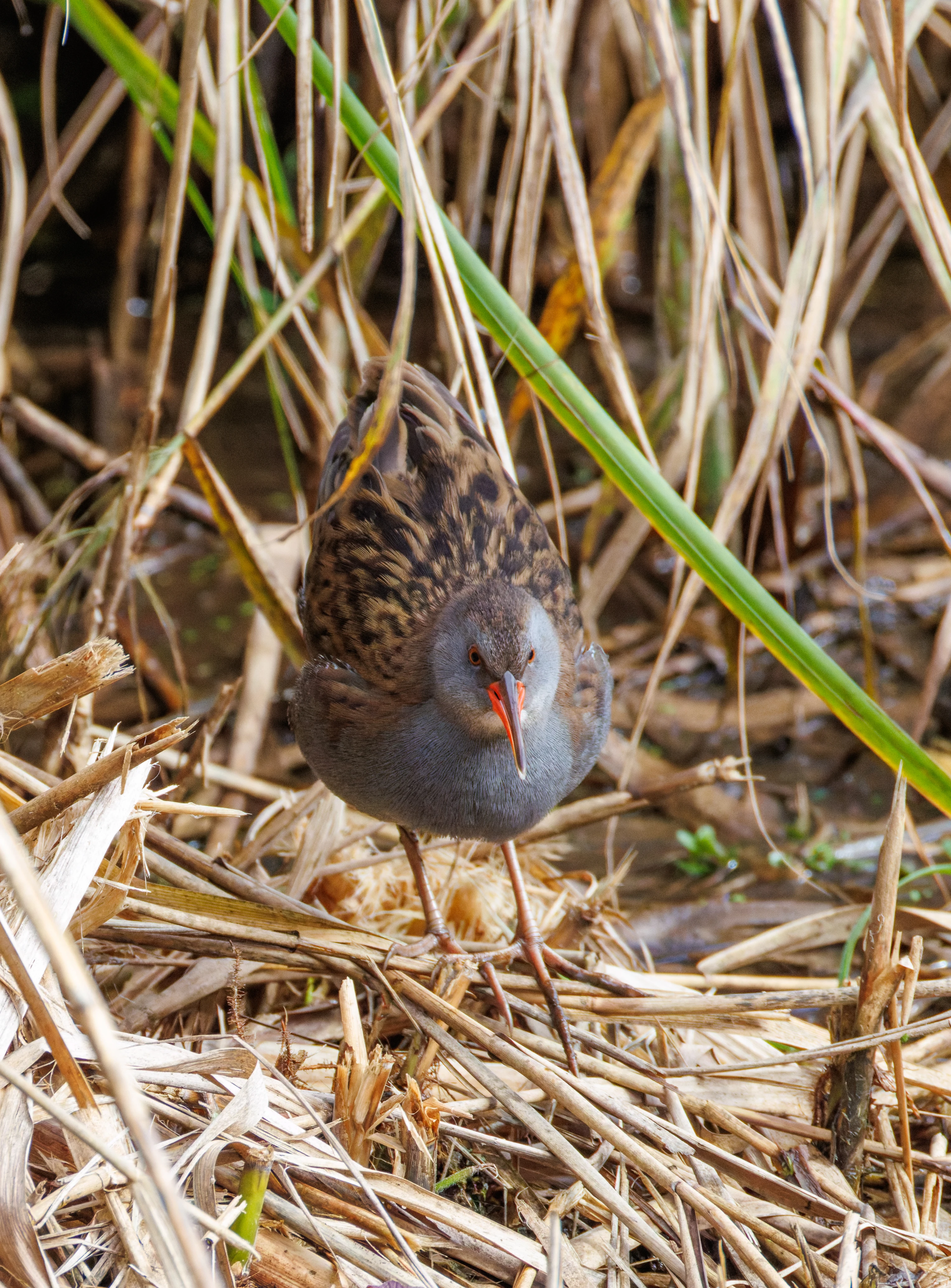 Water Rail, Blashford Lakes, Hampshire, UK — photo by Orlando Prugel-Bennett