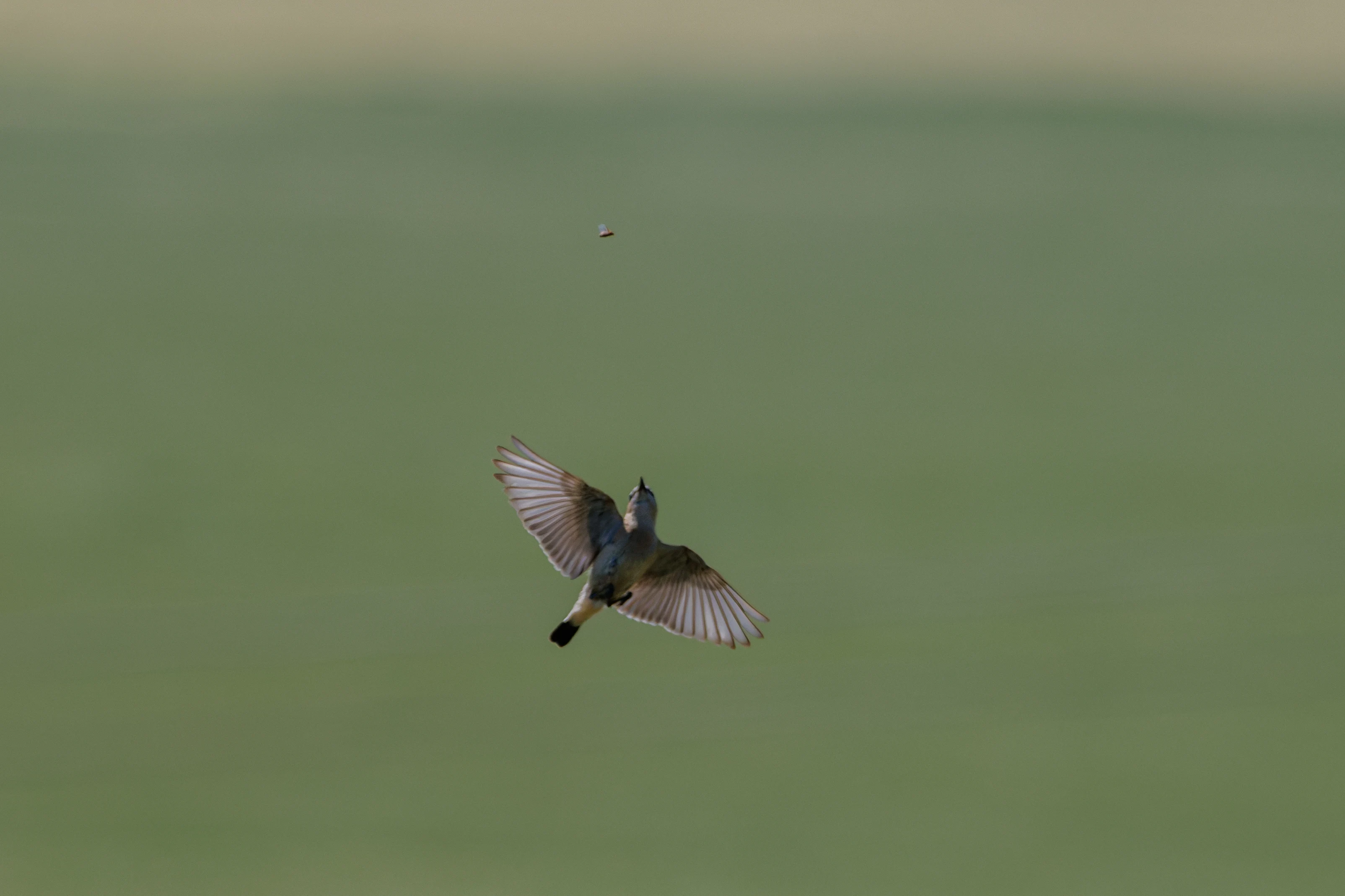 Northern Wheatear, Romanian Steppe, Romania — photo by Orlando Prugel-Bennett