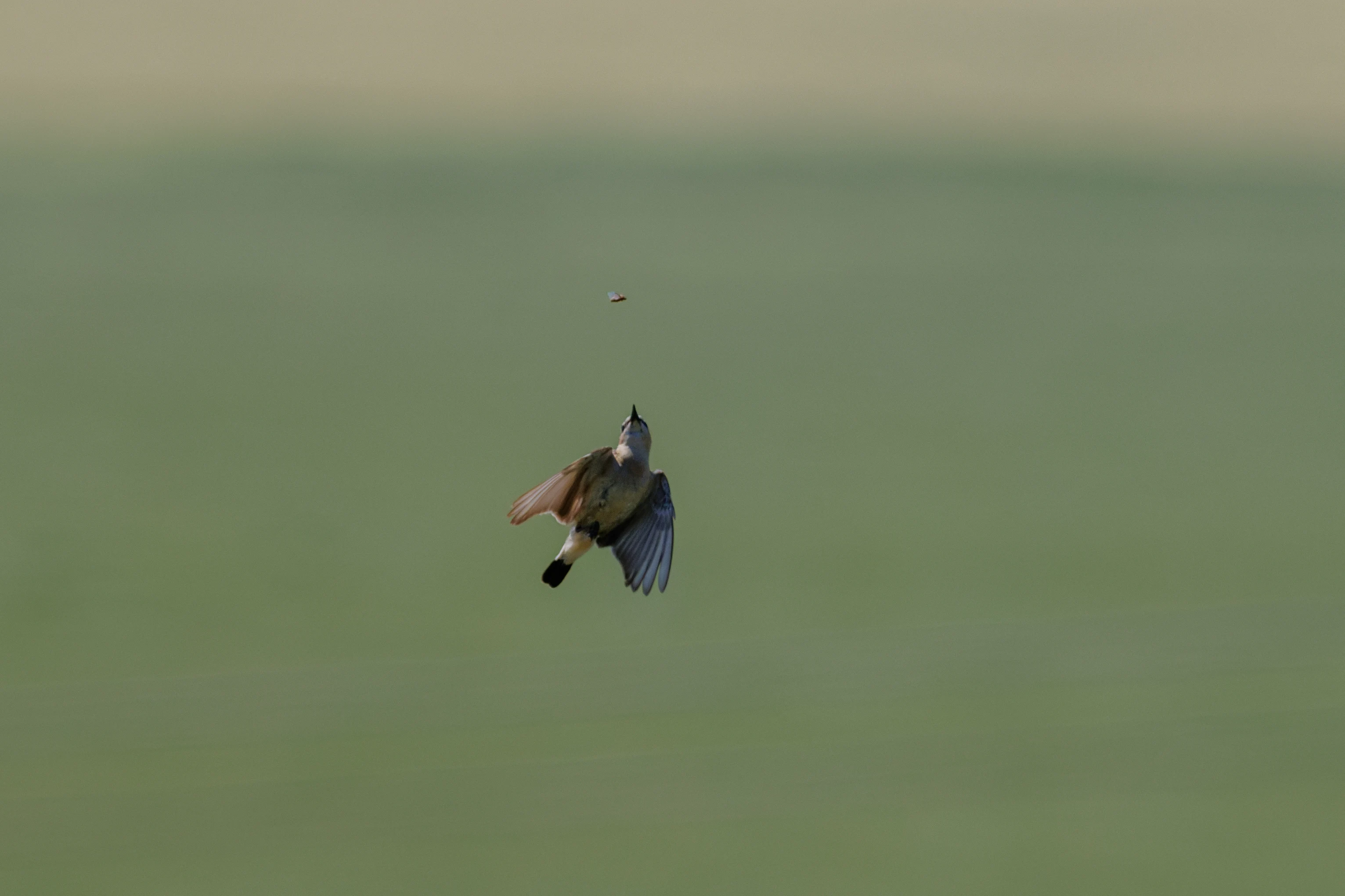 Northern Wheatear, Romanian Steppe, Romania — photo by Orlando Prugel-Bennett