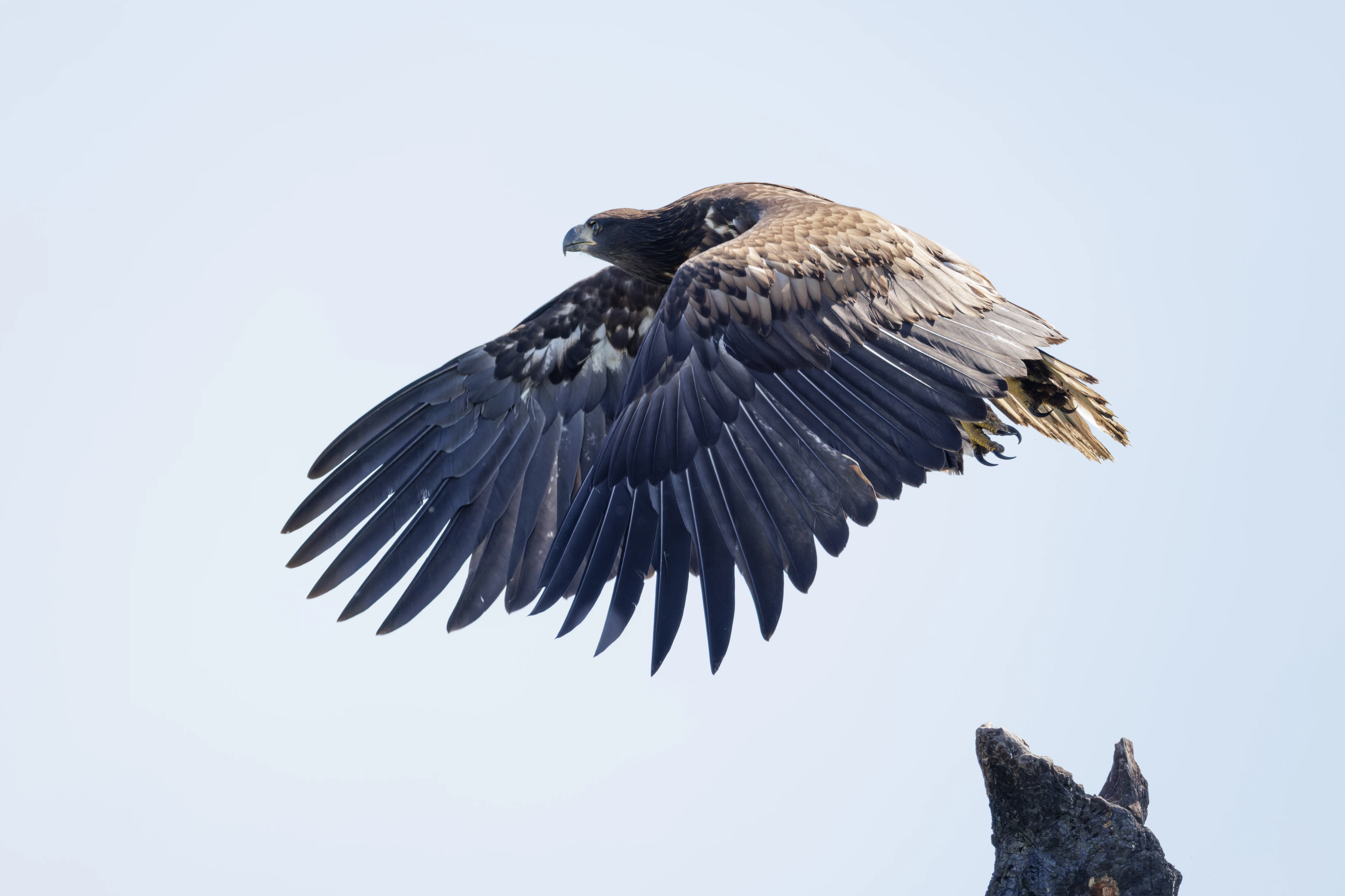 White-tailed Eagle, Danube Delta, Romania — photo by Orlando Prugel-Bennett