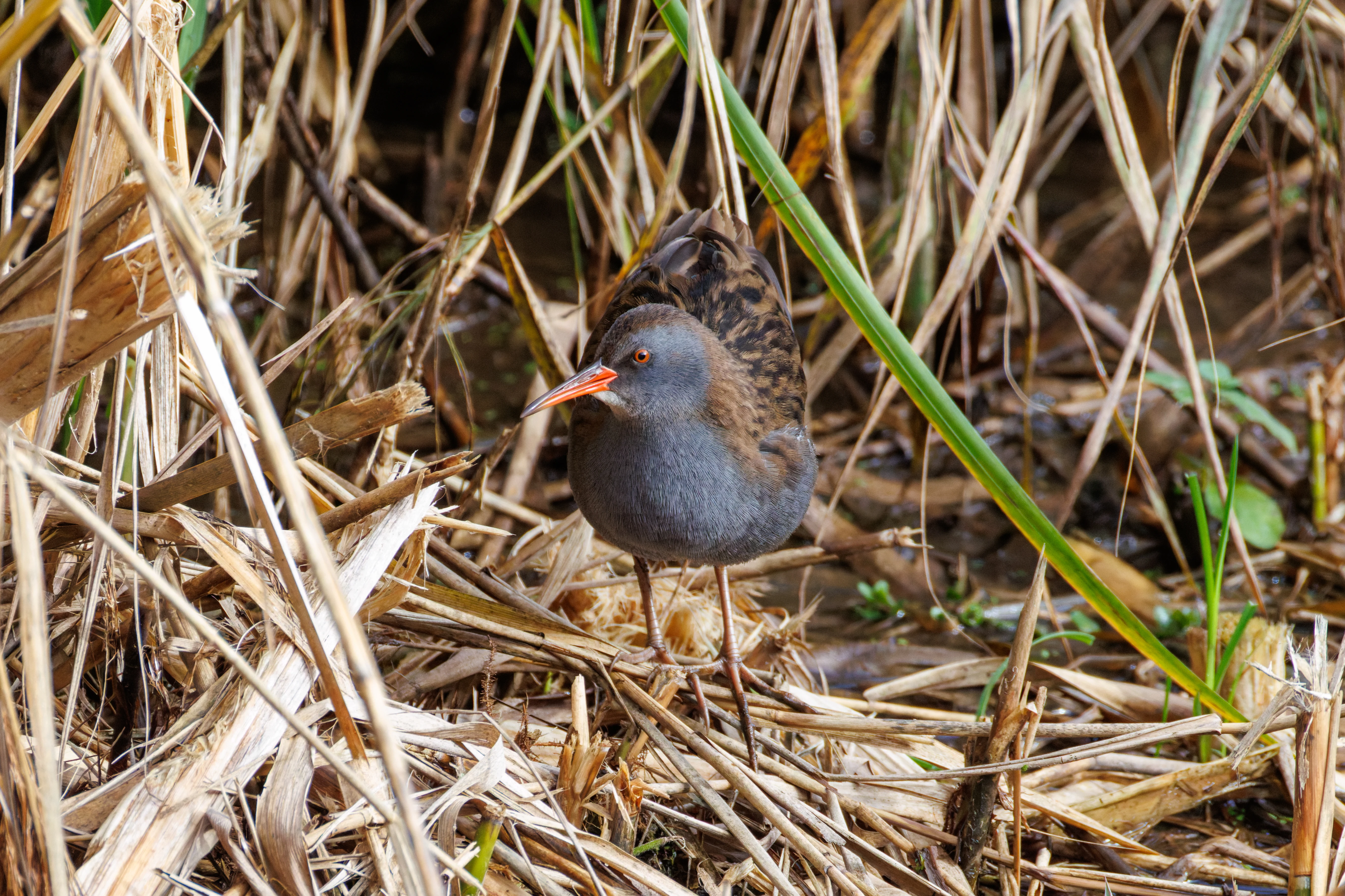 Water Rail, Blashford Lakes, Hampshire, UK — photo by Orlando Prugel-Bennett