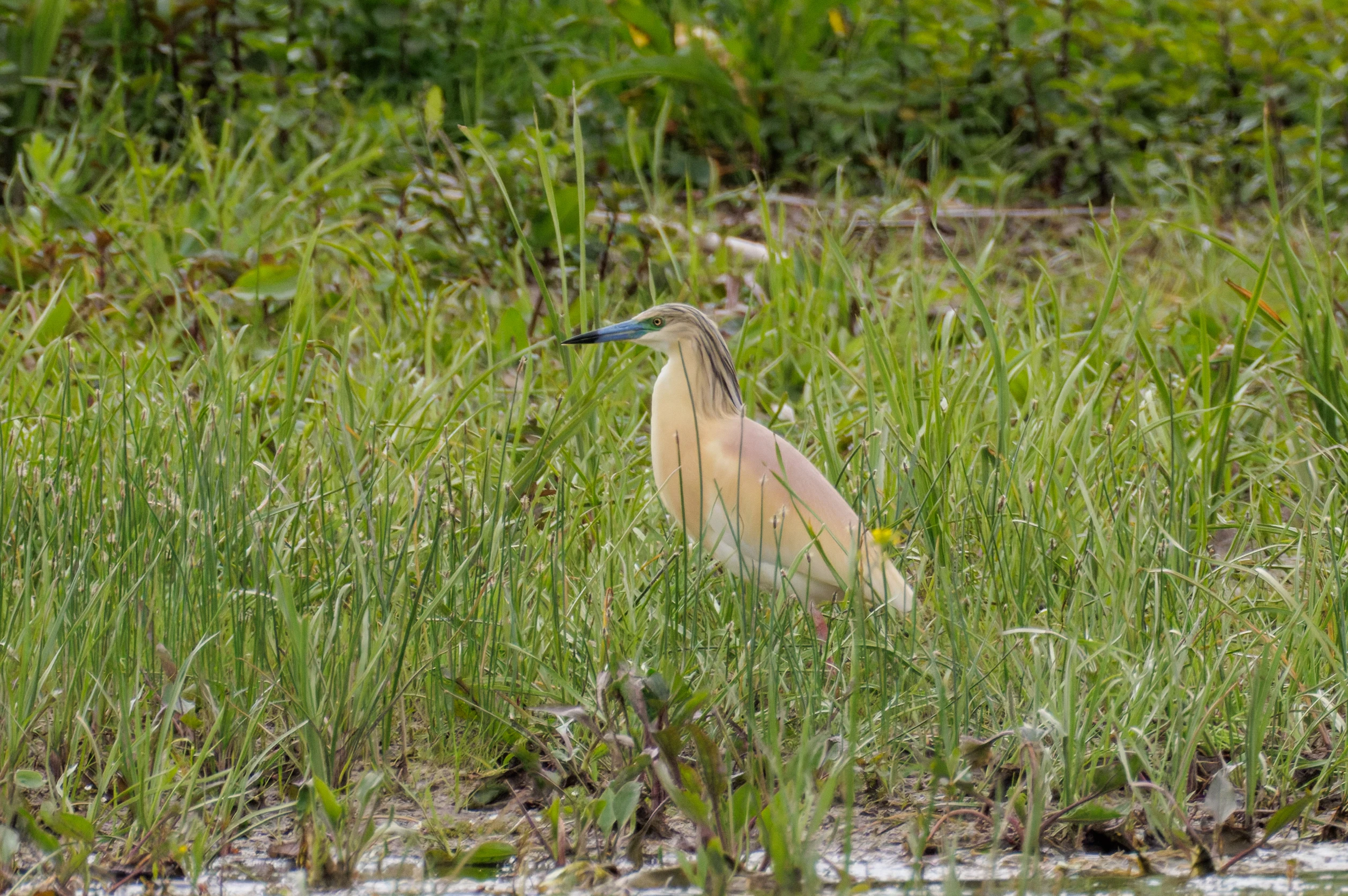 Squacco Heron, Danube Delta, Romania — photo by Orlando Prugel-Bennett