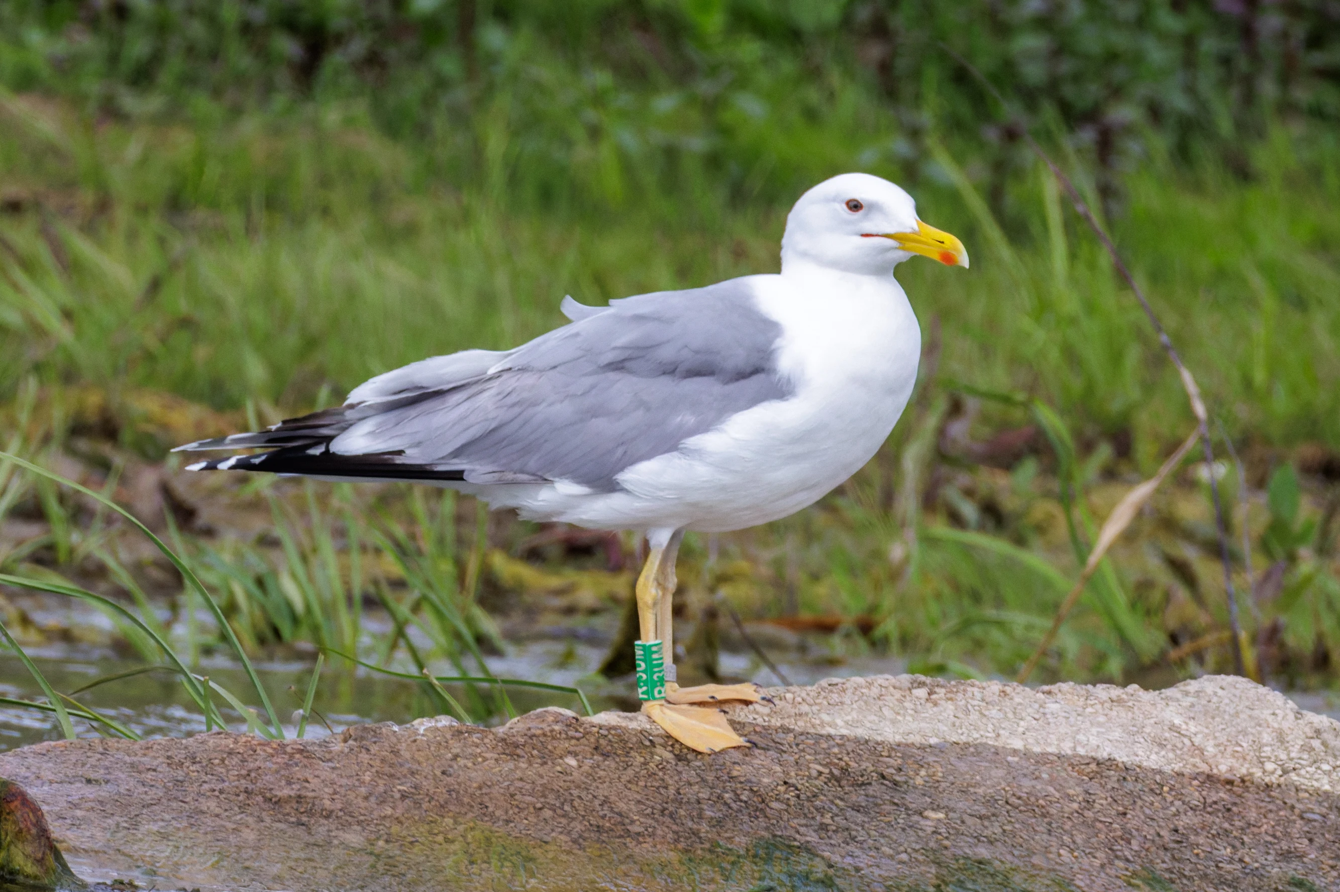 Caspian Gull, Danube Delta, Romania — photo by Orlando Prugel-Bennett