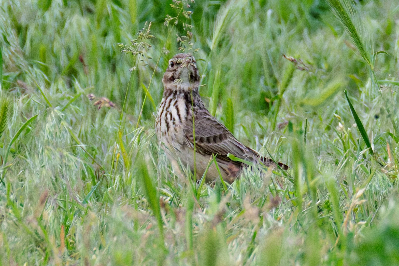 Crested Lark, Romania — photo by Orlando Prugel-Bennett