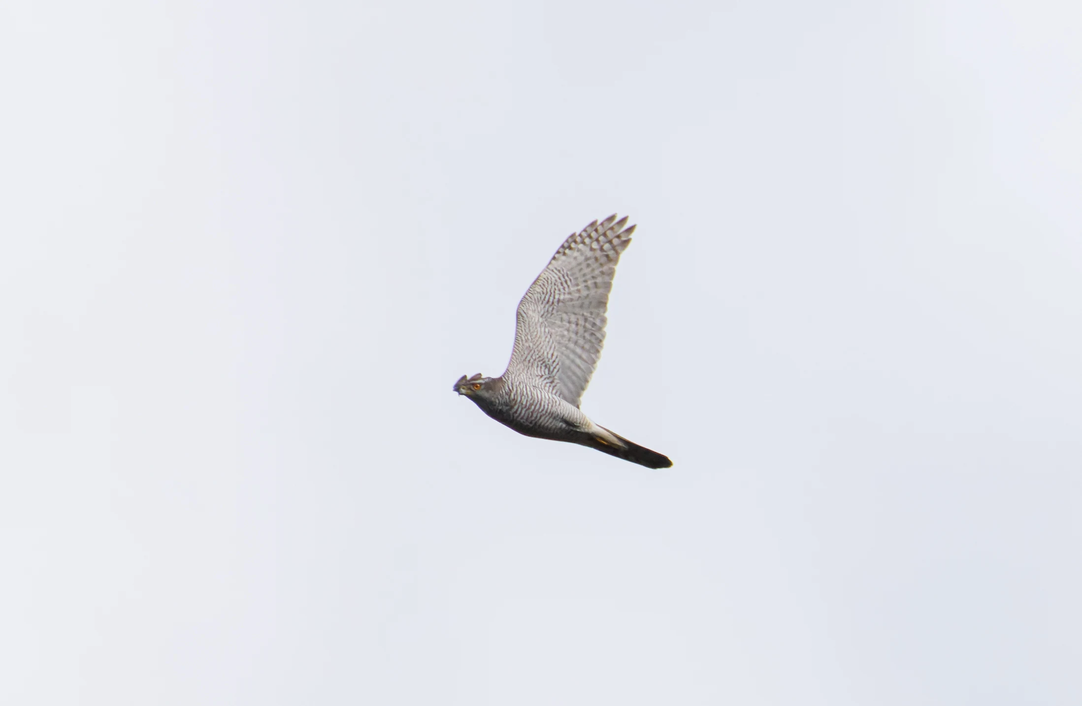 Eurasian Sparrowhawk, Pig Bush, Hampshire, UK — photo by Orlando Prugel-Bennett