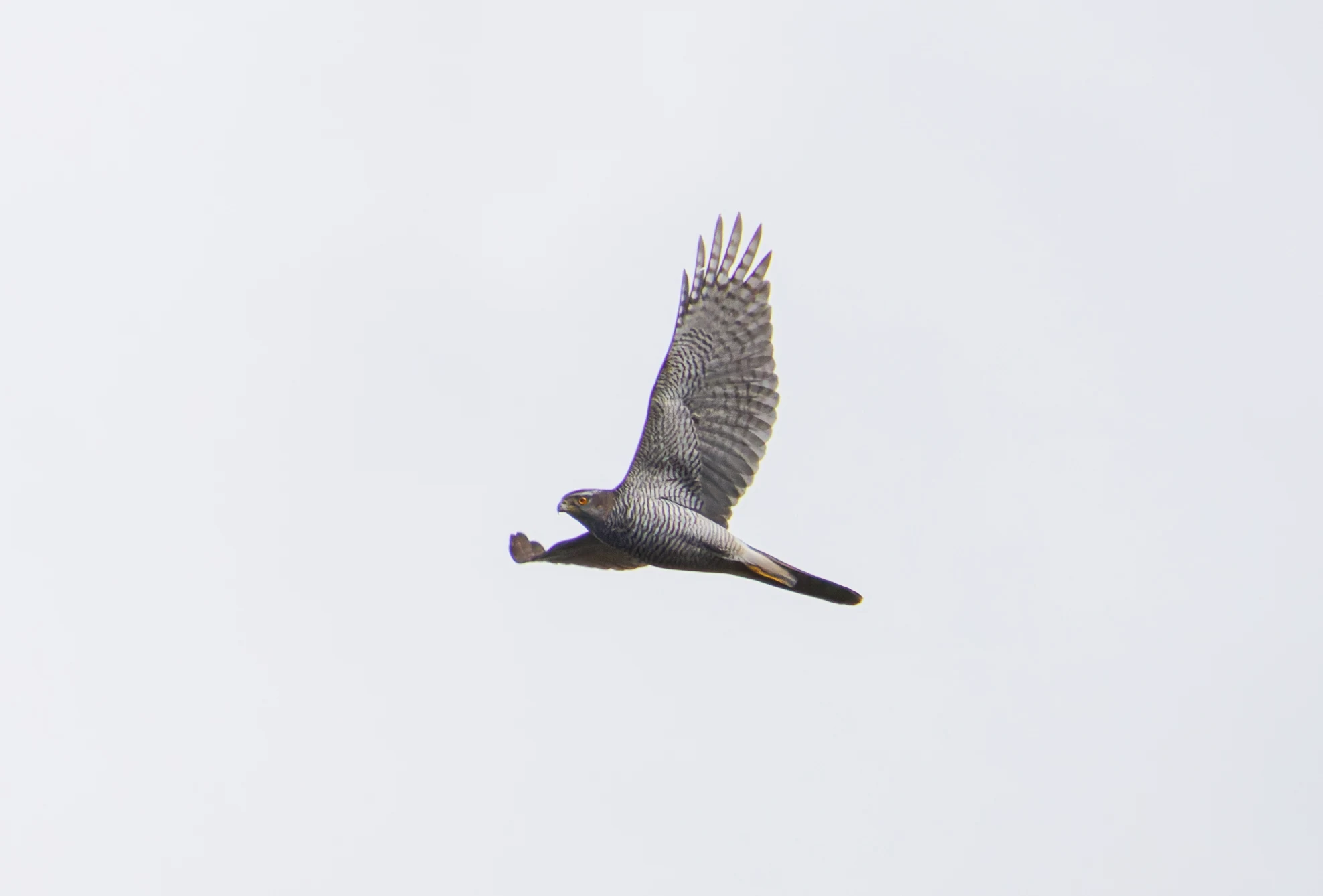 Eurasian Sparrowhawk, Pig Bush, Hampshire, UK — photo by Orlando Prugel-Bennett