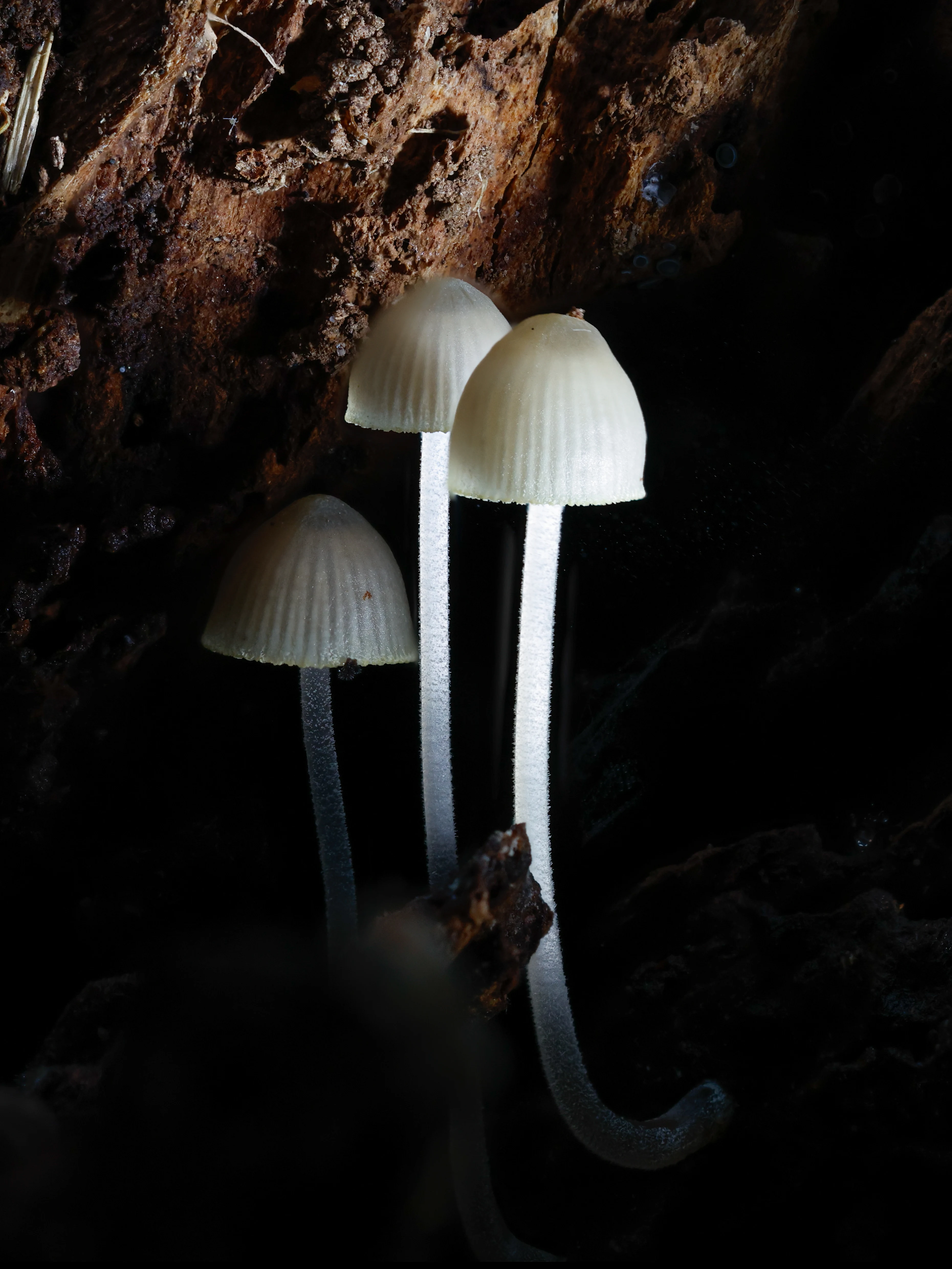 Bonnet mushrooms, Hawkhill Enclosure, Hampshire, UK — photo by Orlando Prugel-Bennett