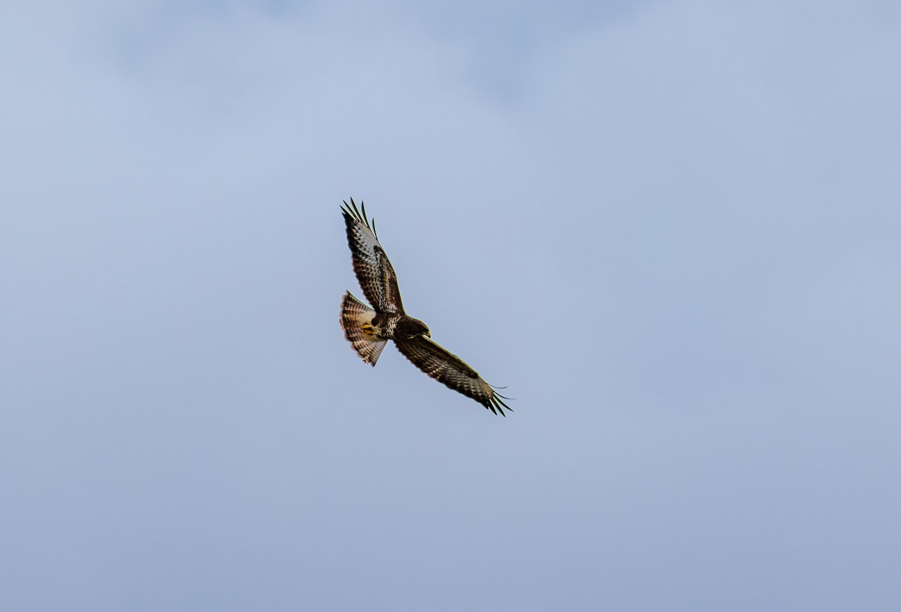 Common Buzzard, Blashford Lakes, Hampshire, UK — photo by Orlando Prugel-Bennett