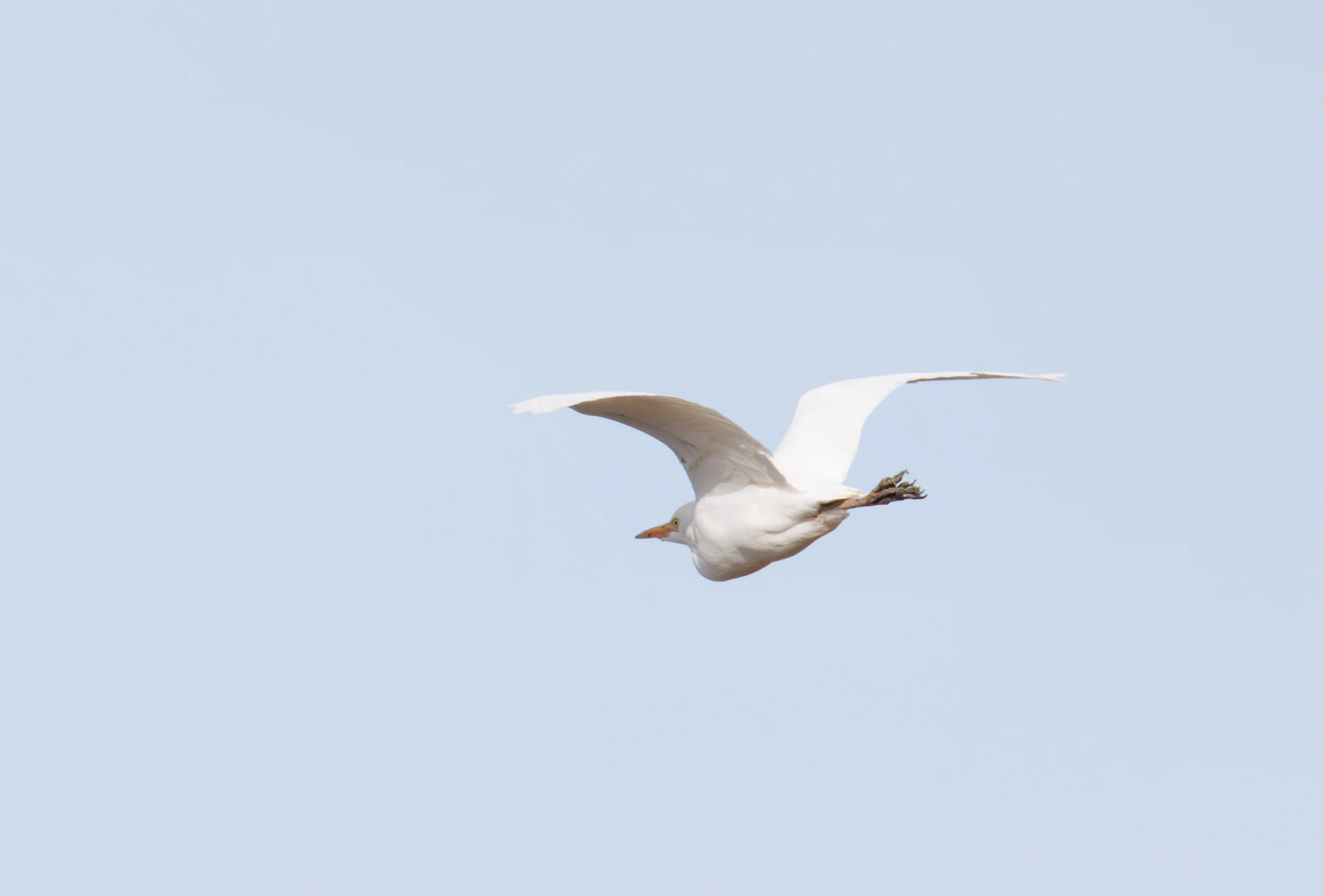 Western Cattle Egret, El Hondo, Spain — photo by Orlando Prugel-Bennett