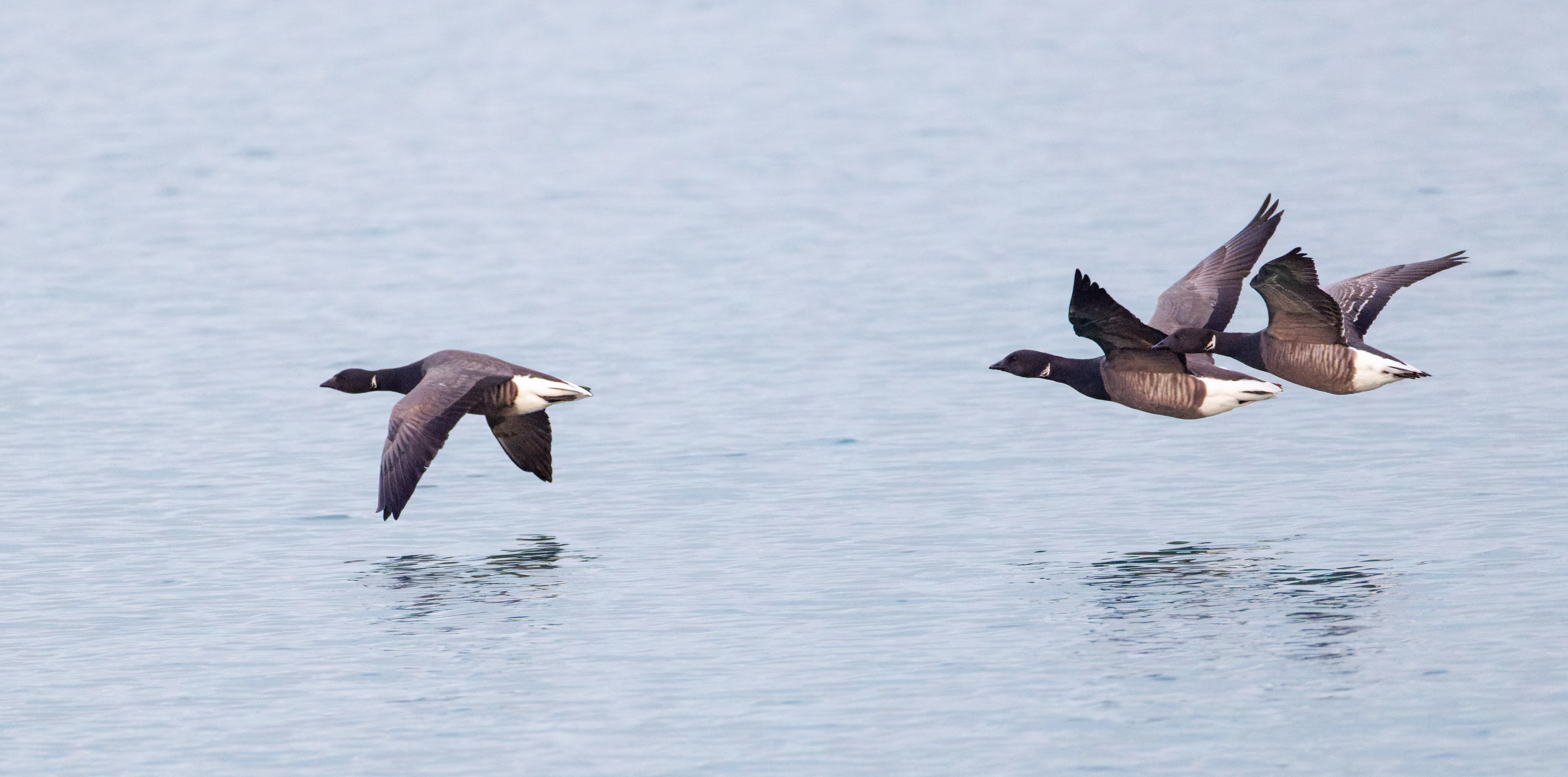 Brent Goose, Zeeland, Netherlands — photo by Orlando Prugel-Bennett