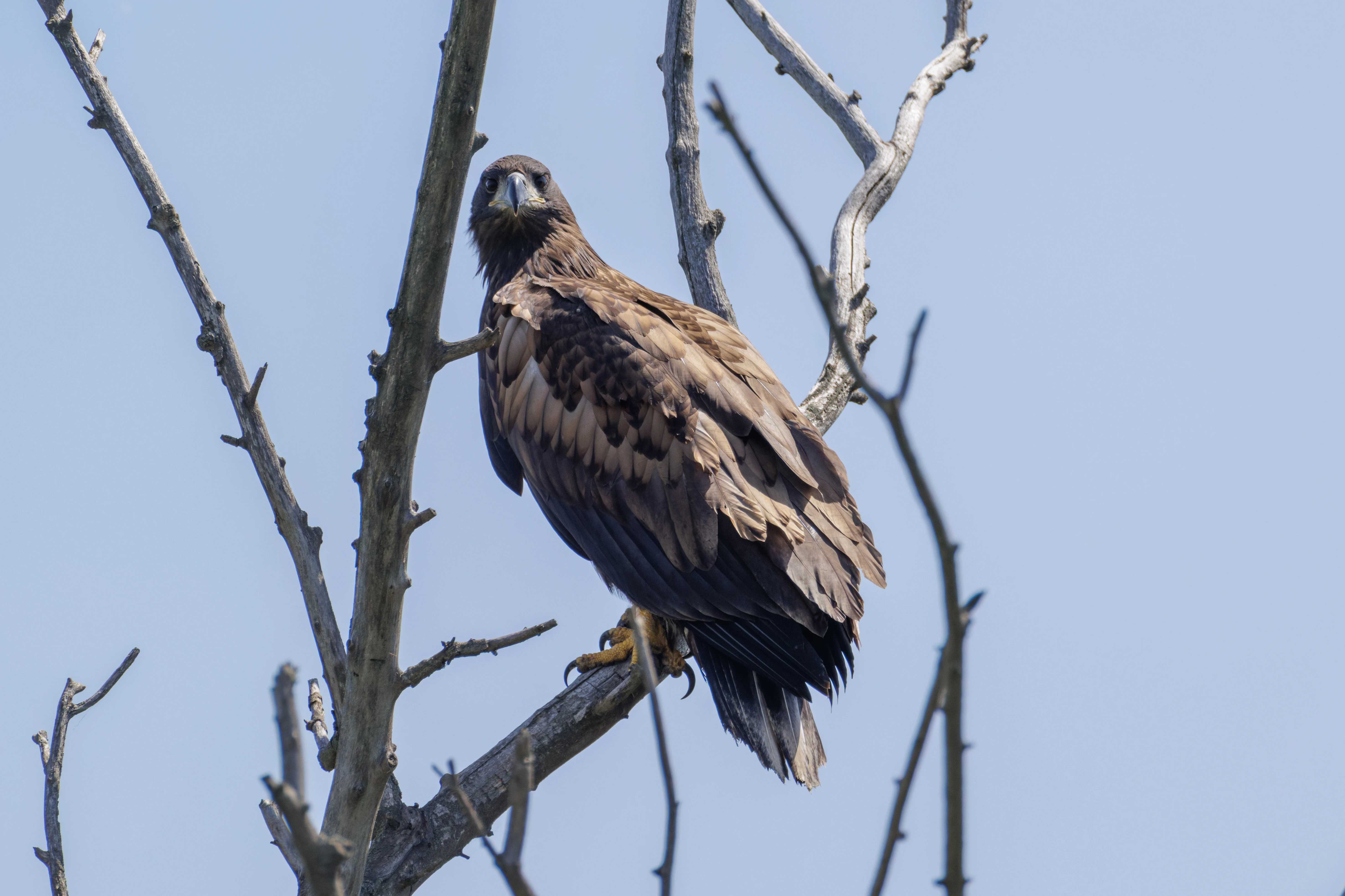 White-tailed Eagle, Danube Delta, Romania — photo by Orlando Prugel-Bennett
