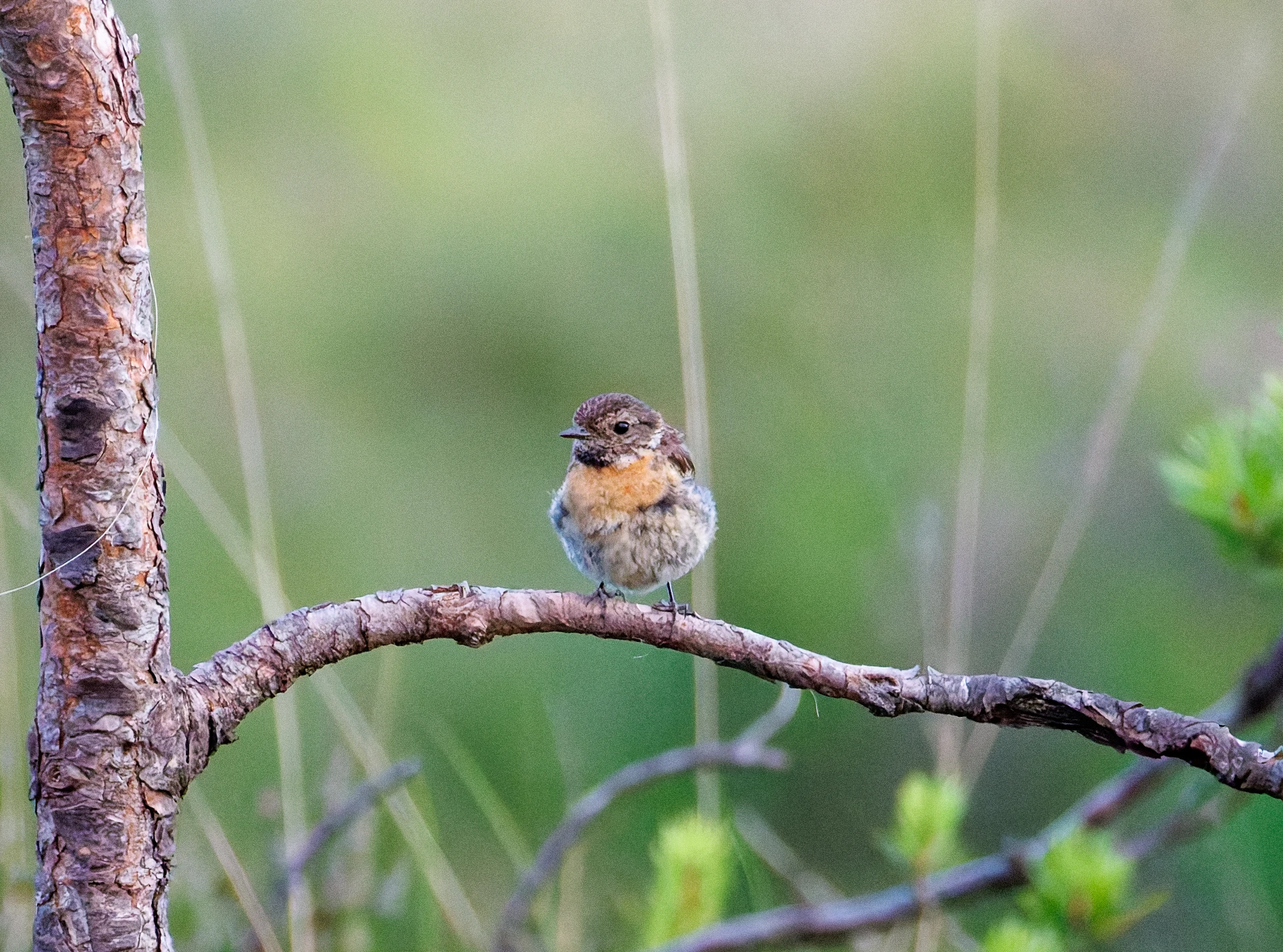 European Stonechat, Pig Bush, New Forest, Hampshire, UK — photo by Orlando Prugel-Bennett