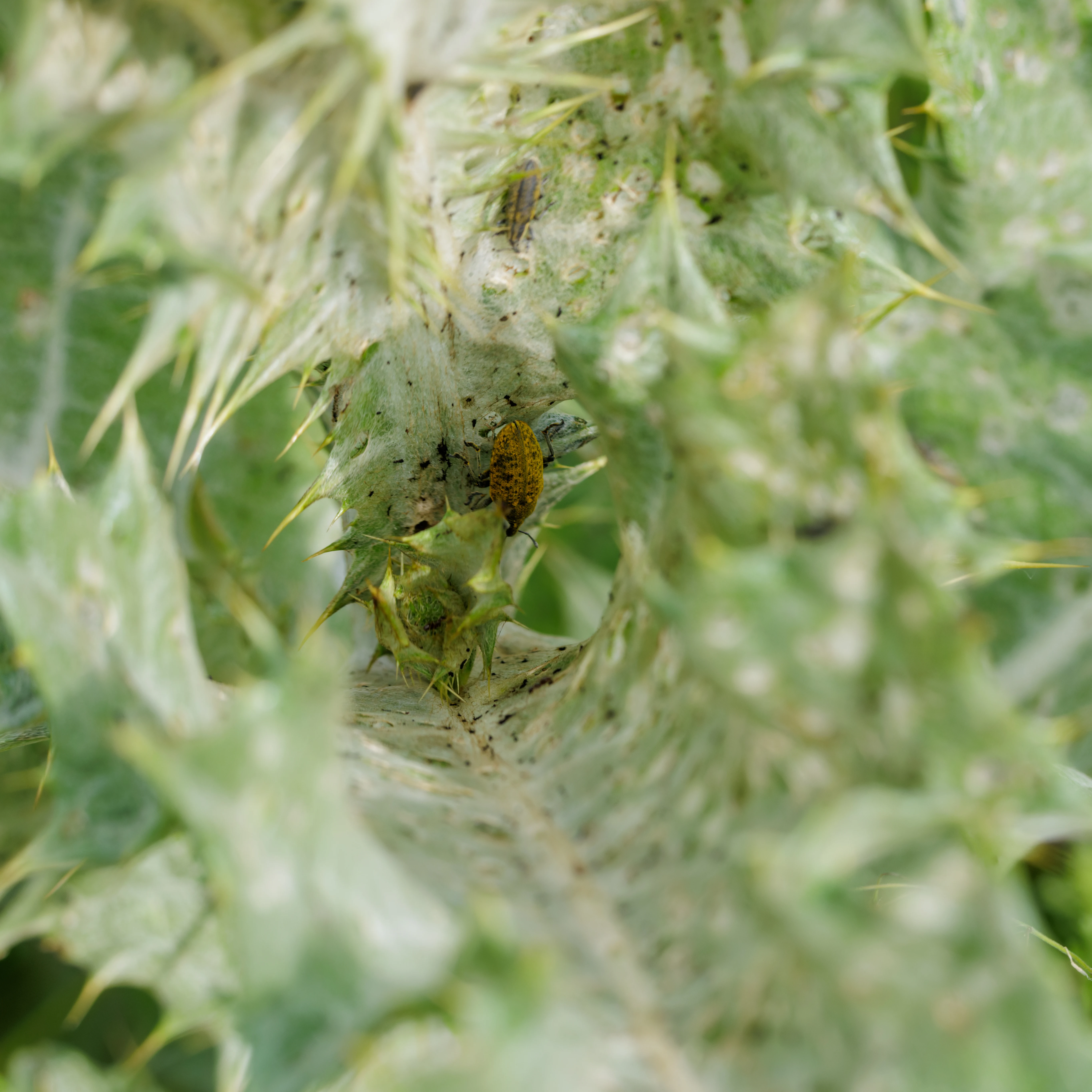 Yellow Weevil on thistle, Danube Delta, Romania — photo by Orlando Prugel-Bennett