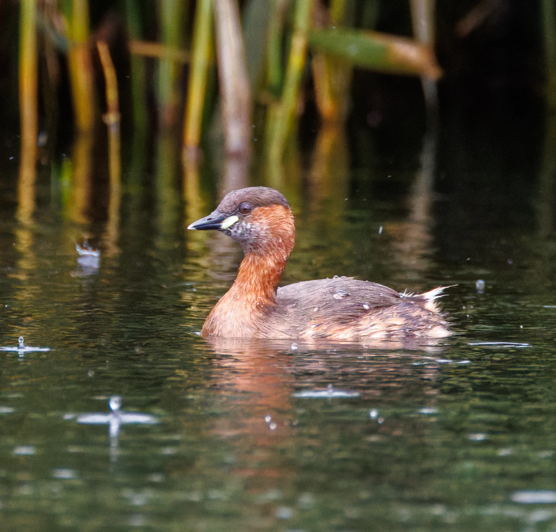 Little Grebe, Clot de Galvany, Alicante, Spain — photo by Orlando Prugel-Bennett