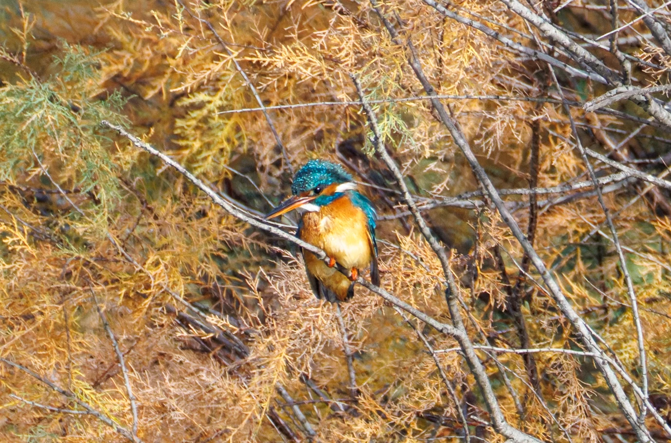 Common Kingfisher, El Hondo, Spain — photo by Orlando Prugel-Bennett
