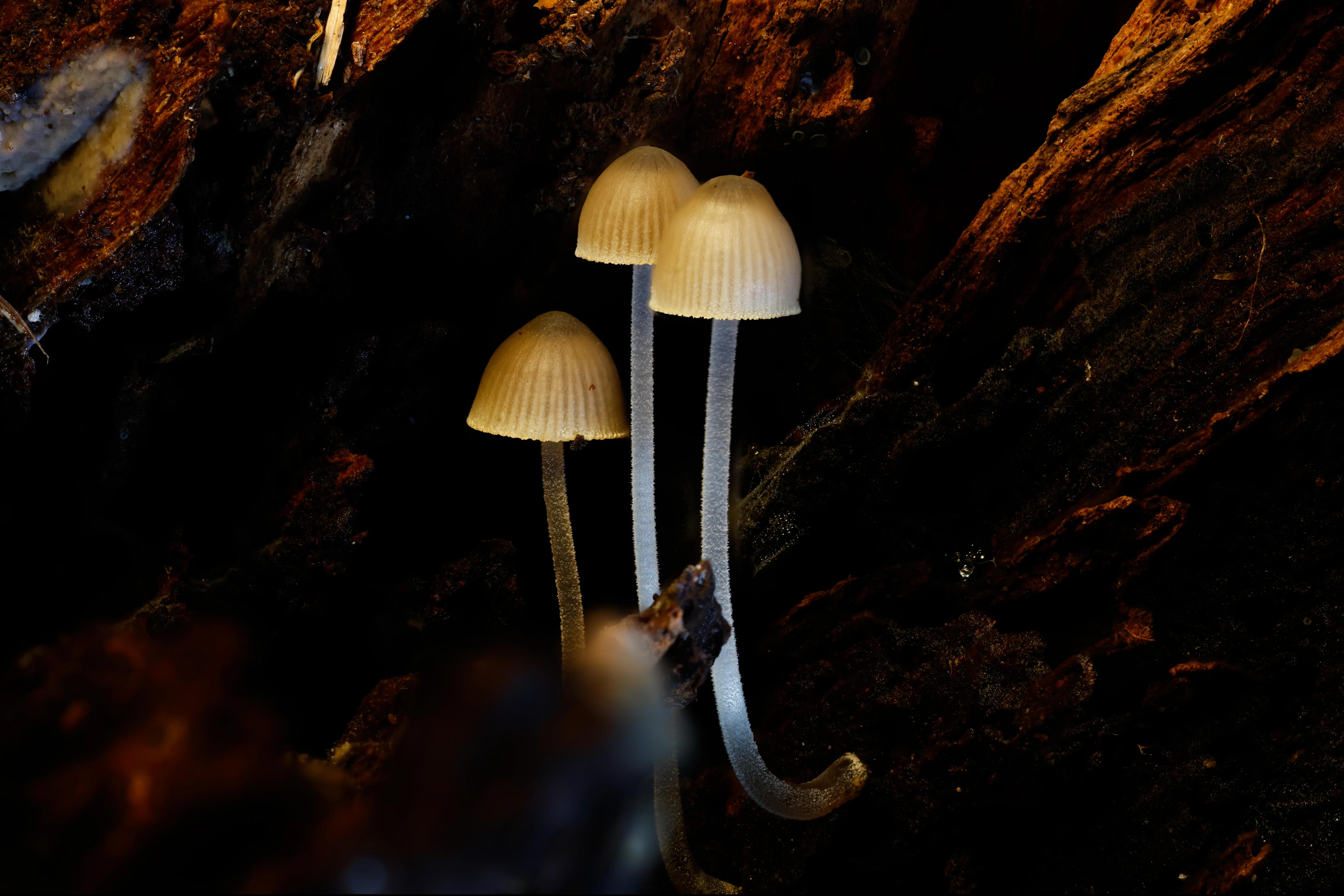Bonnet Mushrooms, Hawkhill Enclosure, Hampshire, UK — photo by Orlando Prugel-Bennett