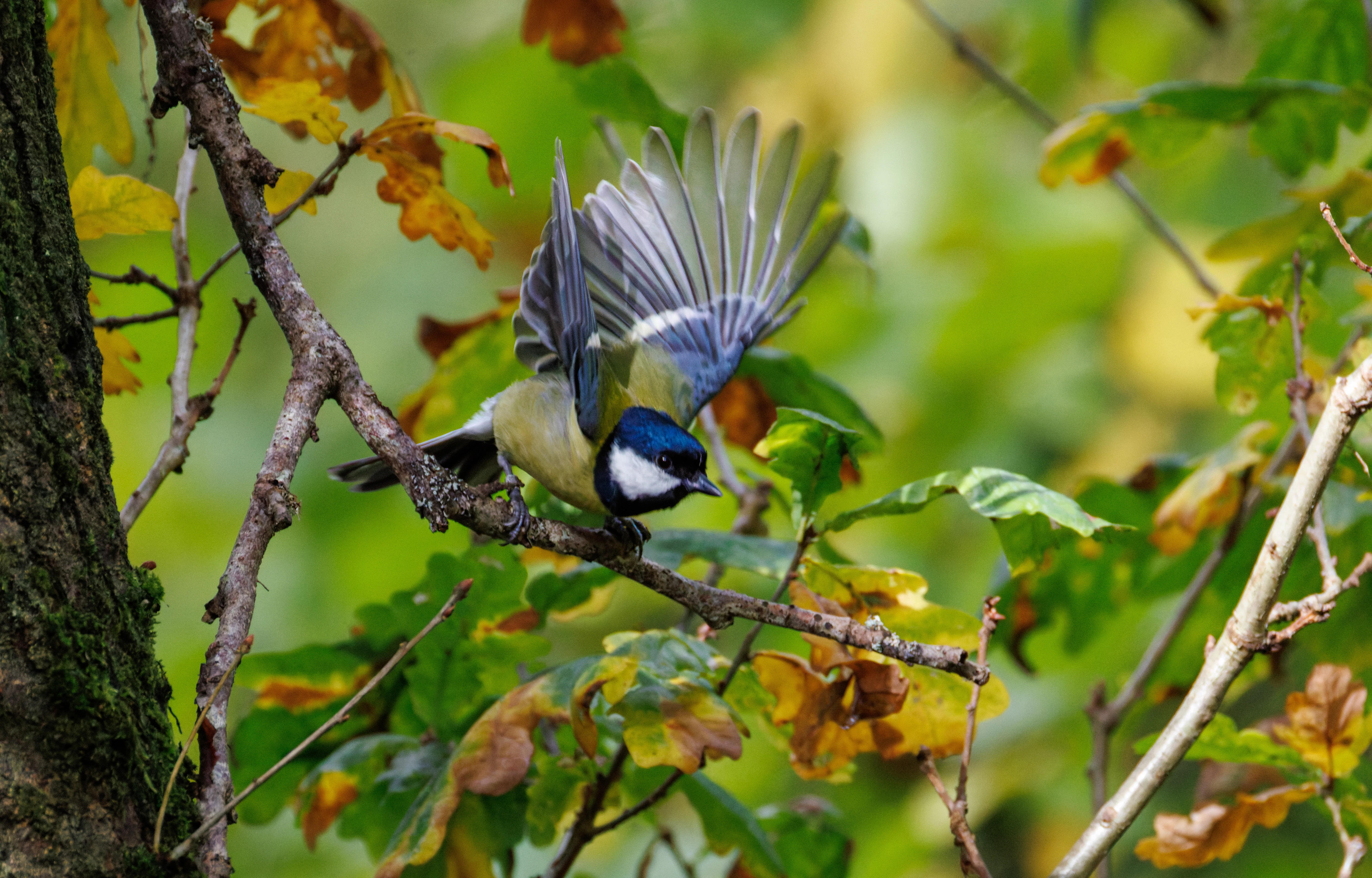 Great Tit, Blashford Lakes, Hampshire, UK — photo by Orlando Prugel-Bennett