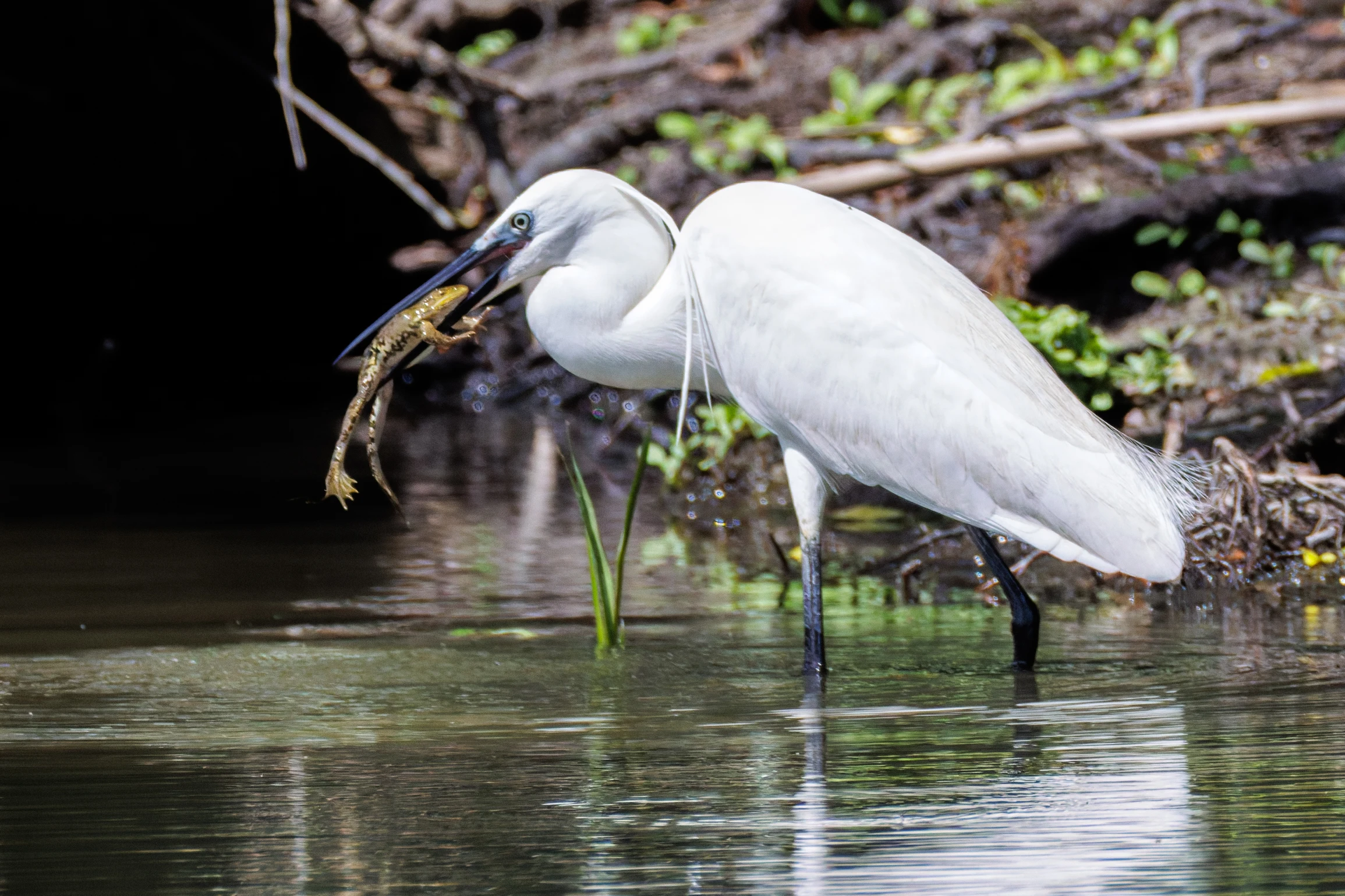 Little Egret with frog, Danube Delta, Romania — photo by Orlando Prugel-Bennett