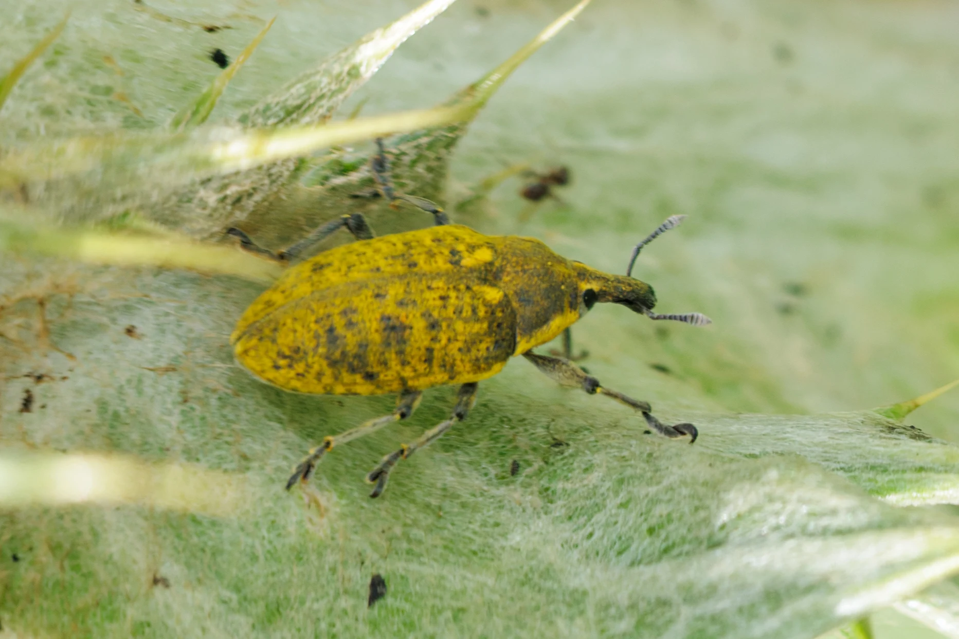 Yellow Weevil, Danube Delta, Romania — photo by Orlando Prugel-Bennett
