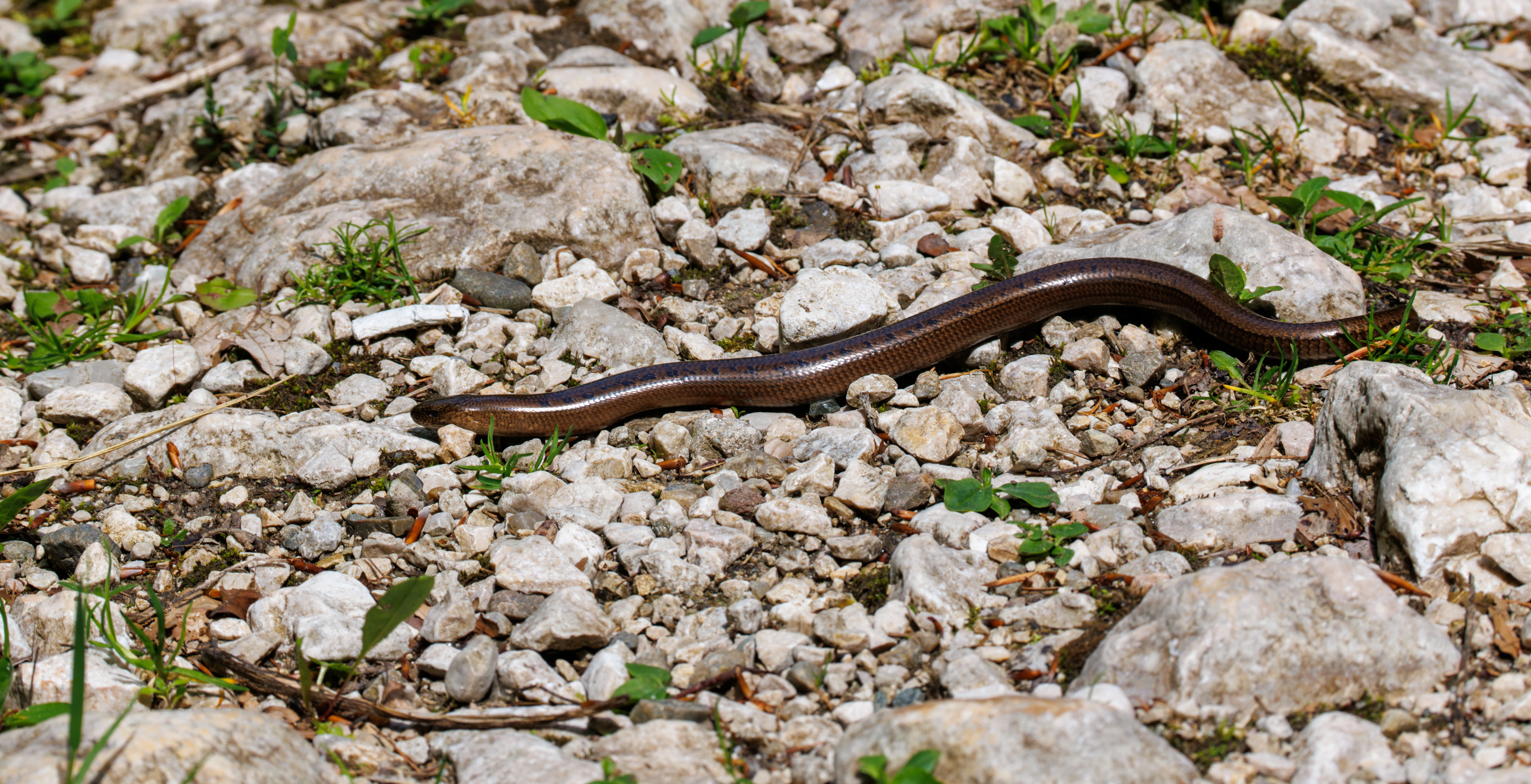 Slow Worm, Transylvania, Romania — photo by Orlando Prugel-Bennett