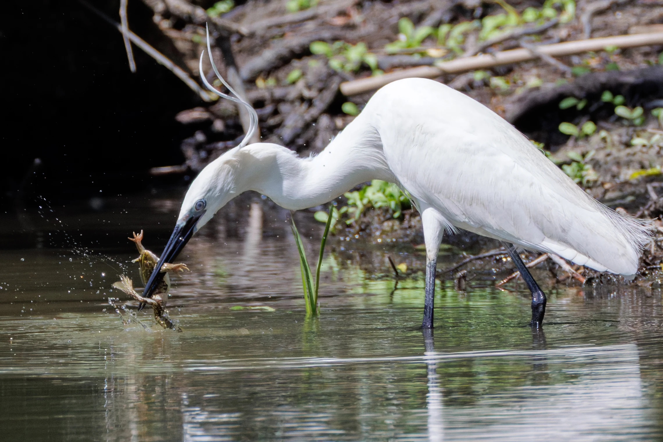 Little Egret catching frog, Danube Delta, Romania — photo by Orlando Prugel-Bennett