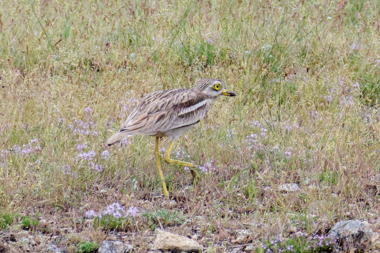 Eurasian Stone-curlew, Romania — photo by Orlando Prugel-Bennett