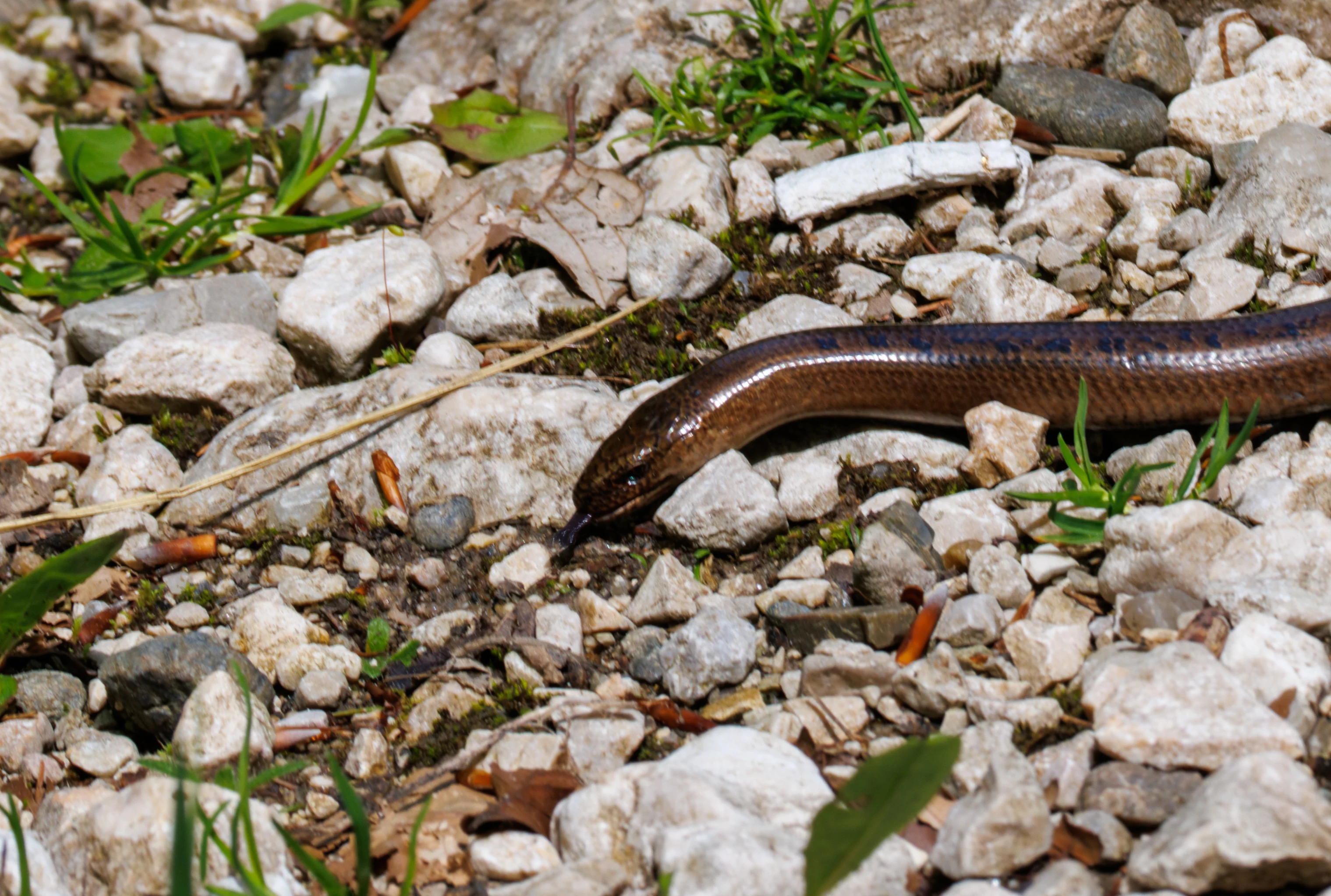 Slow Worm, Transylvania, Romania — photo by Orlando Prugel-Bennett