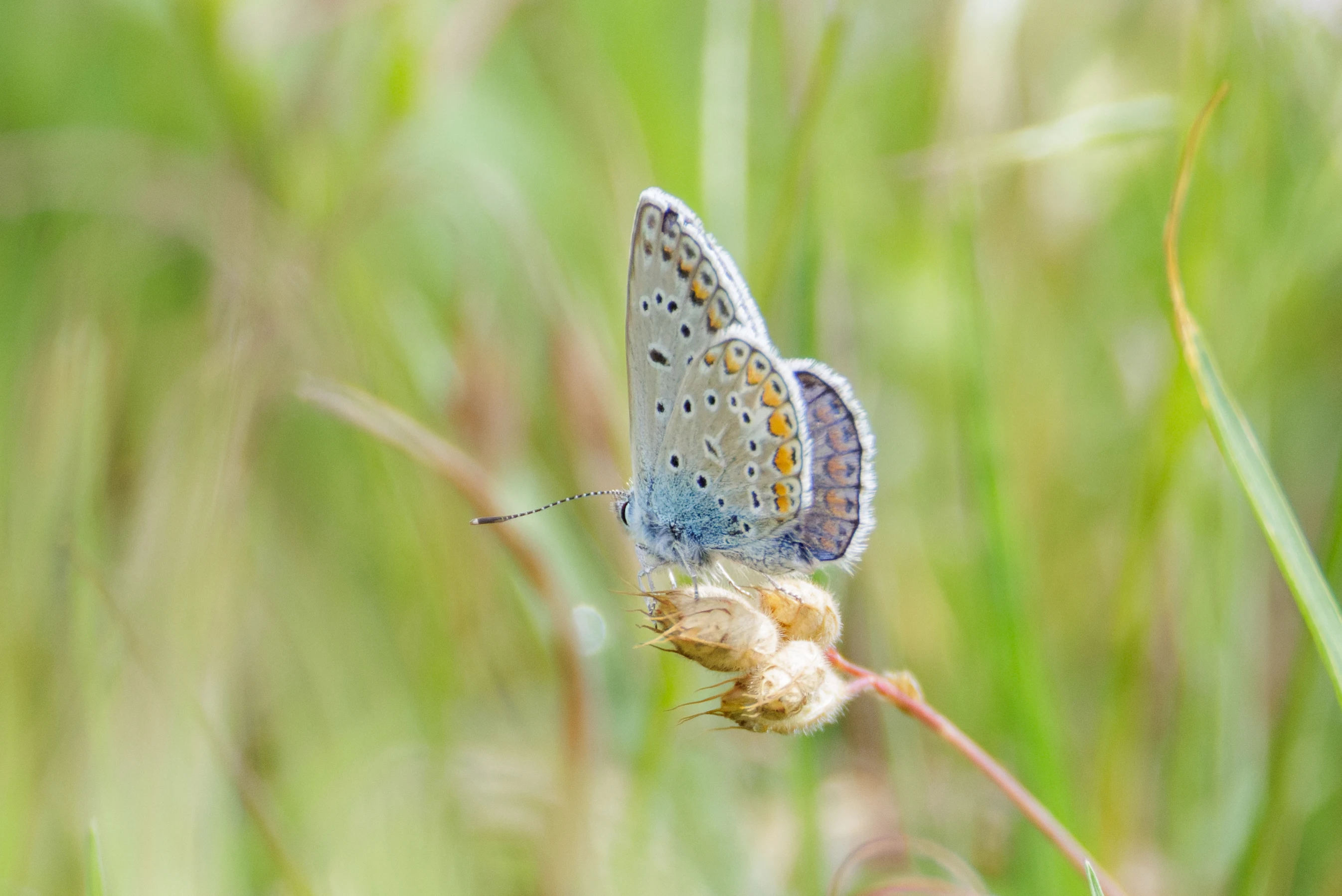 Common Blue butterfly, Danube Delta, Romania — photo by Orlando Prugel-Bennett