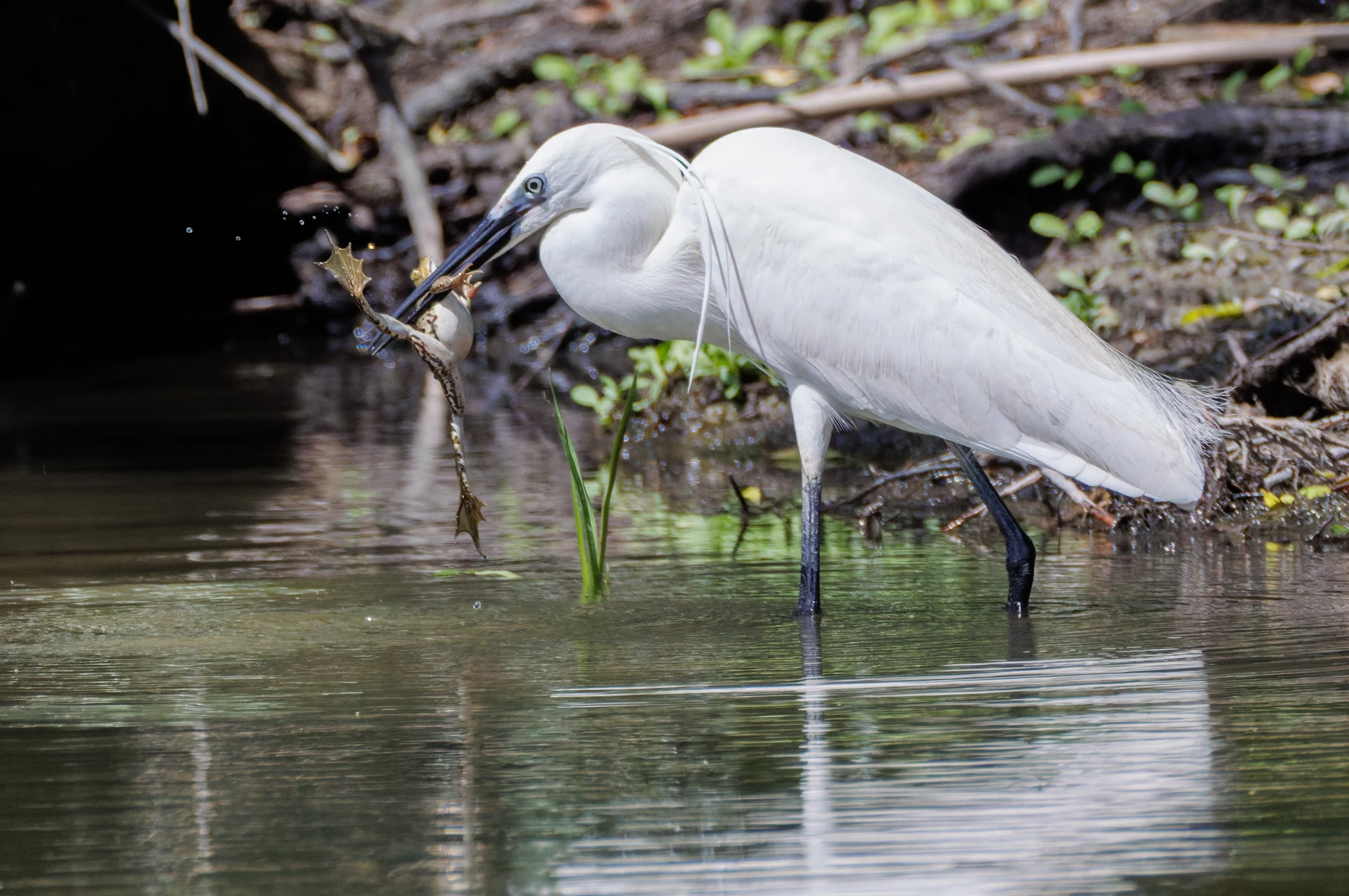 Little Egret with frog, Danube Delta, Romania — photo by Orlando Prugel-Bennett