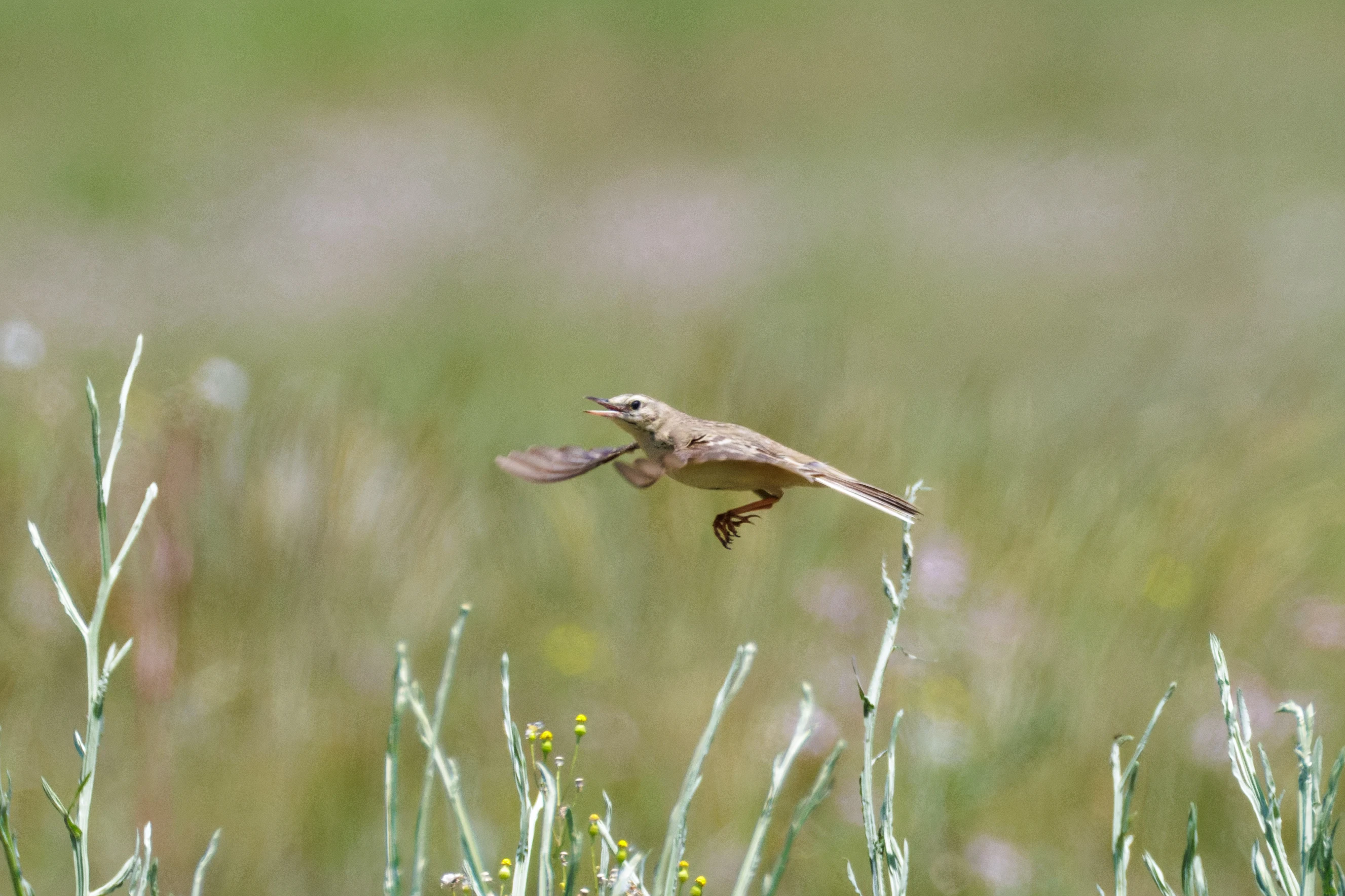Tawny pipit, Romanian Steppe, Romania — photo by Orlando Prugel-Bennett