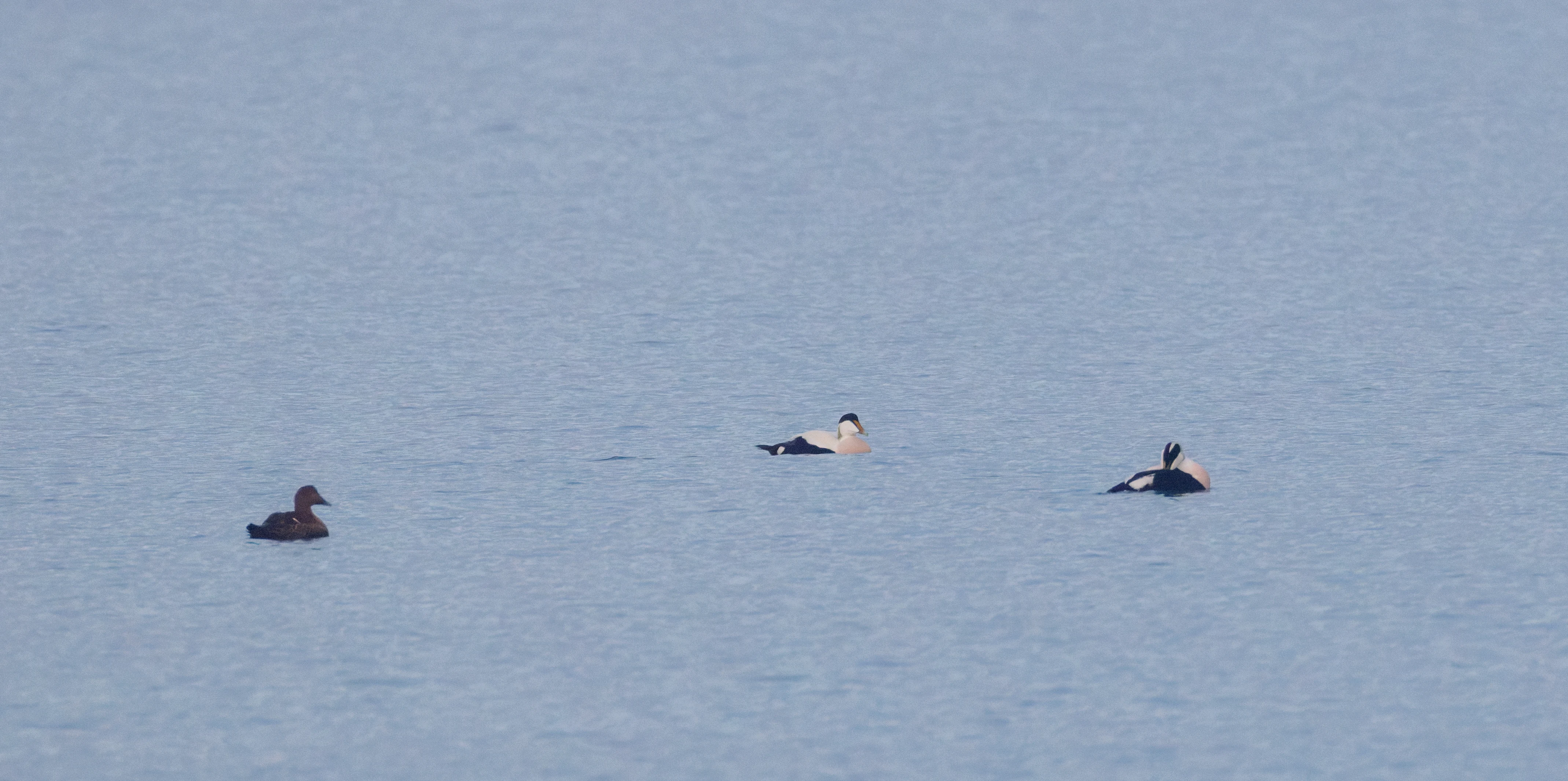 Common Eider, Zeeland, Netherlands — photo by Orlando Prugel-Bennett