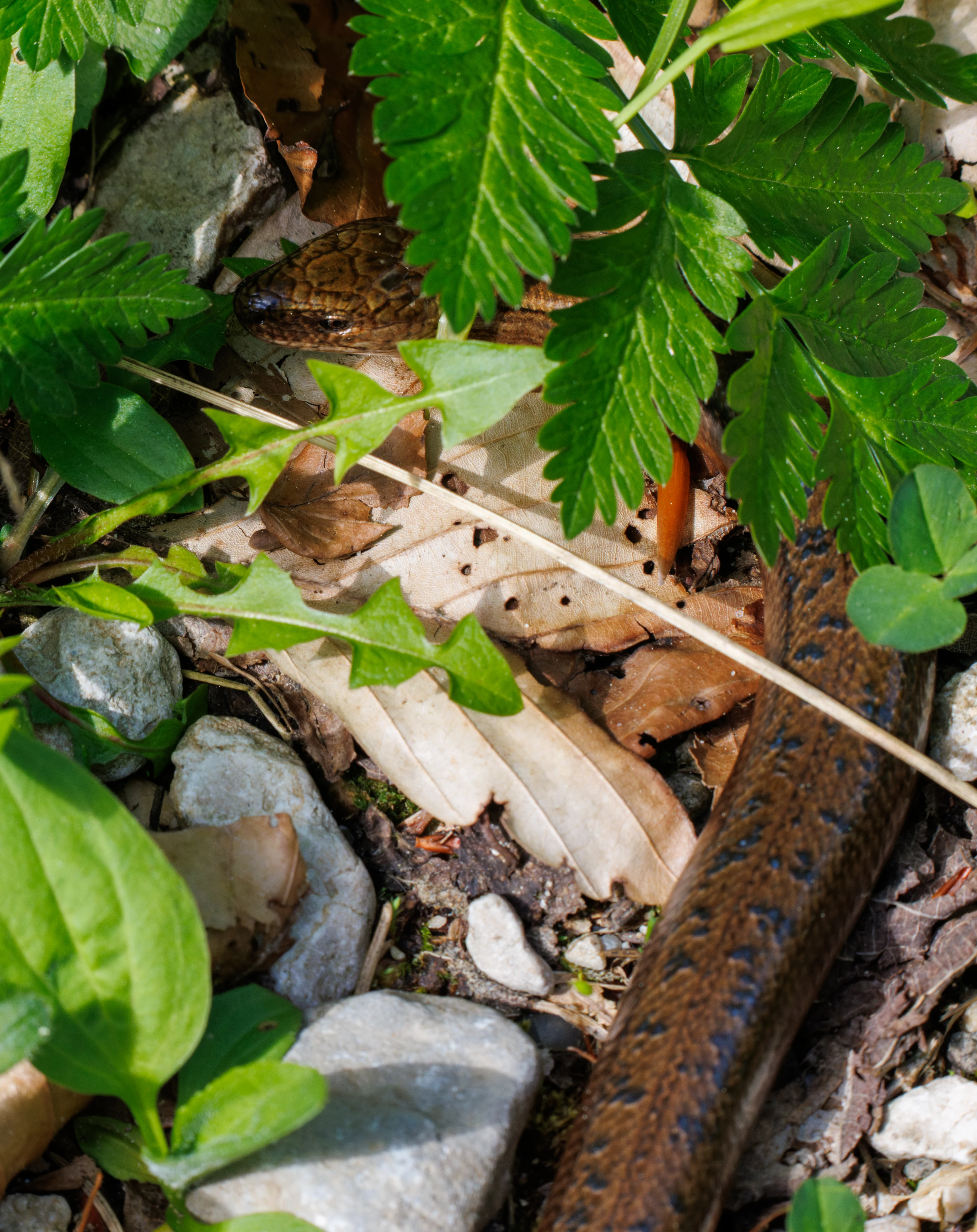 Slow Worm, Transylvania, Romania — photo by Orlando Prugel-Bennett