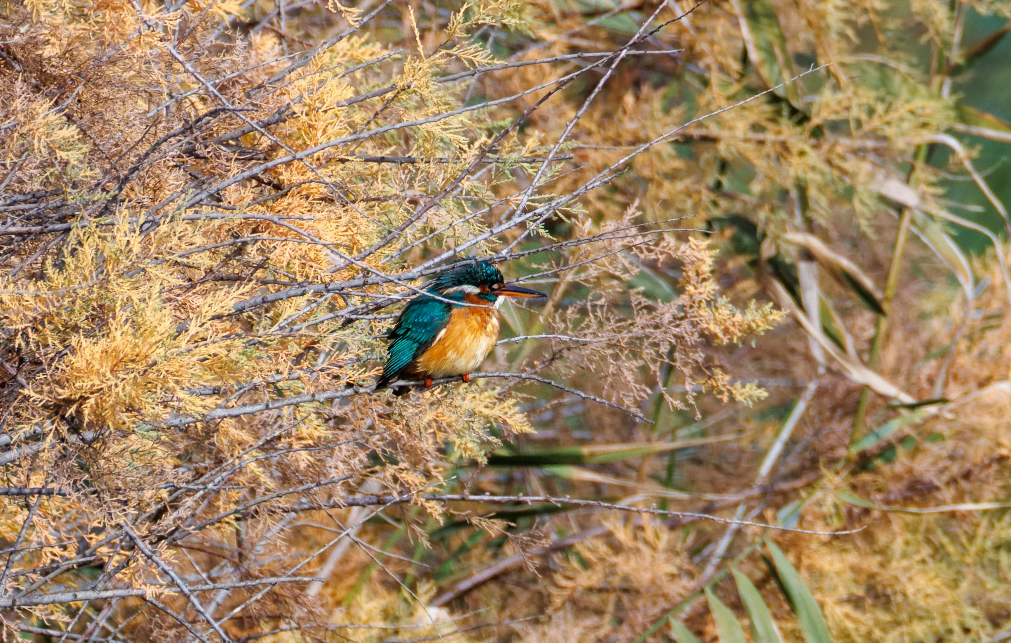 Common Kingfisher, El Hondo, Spain — photo by Orlando Prugel-Bennett