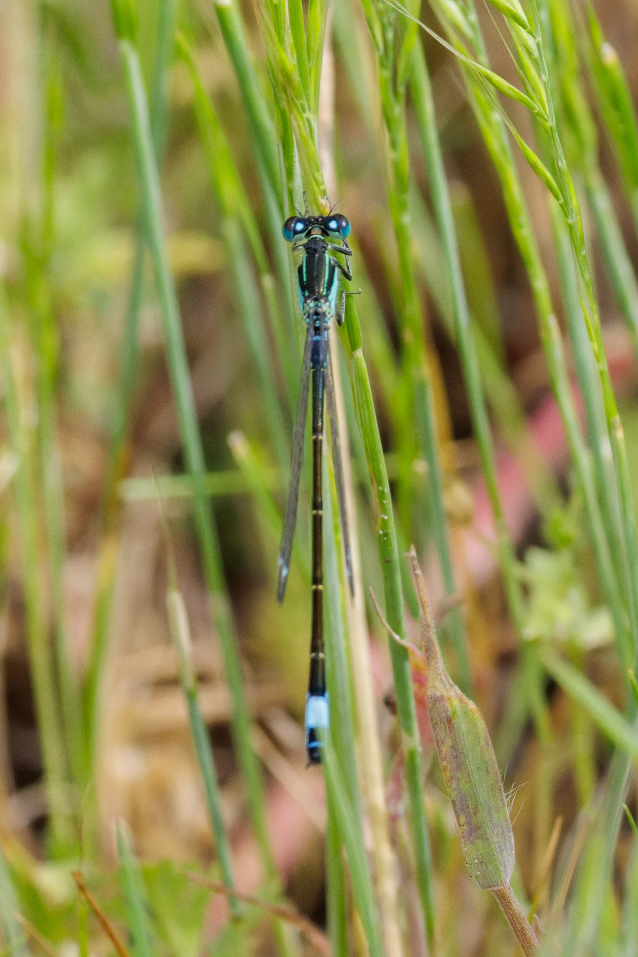 Blue-tailed Damselfly, Danube Delta, Romania — photo by Orlando Prugel-Bennett