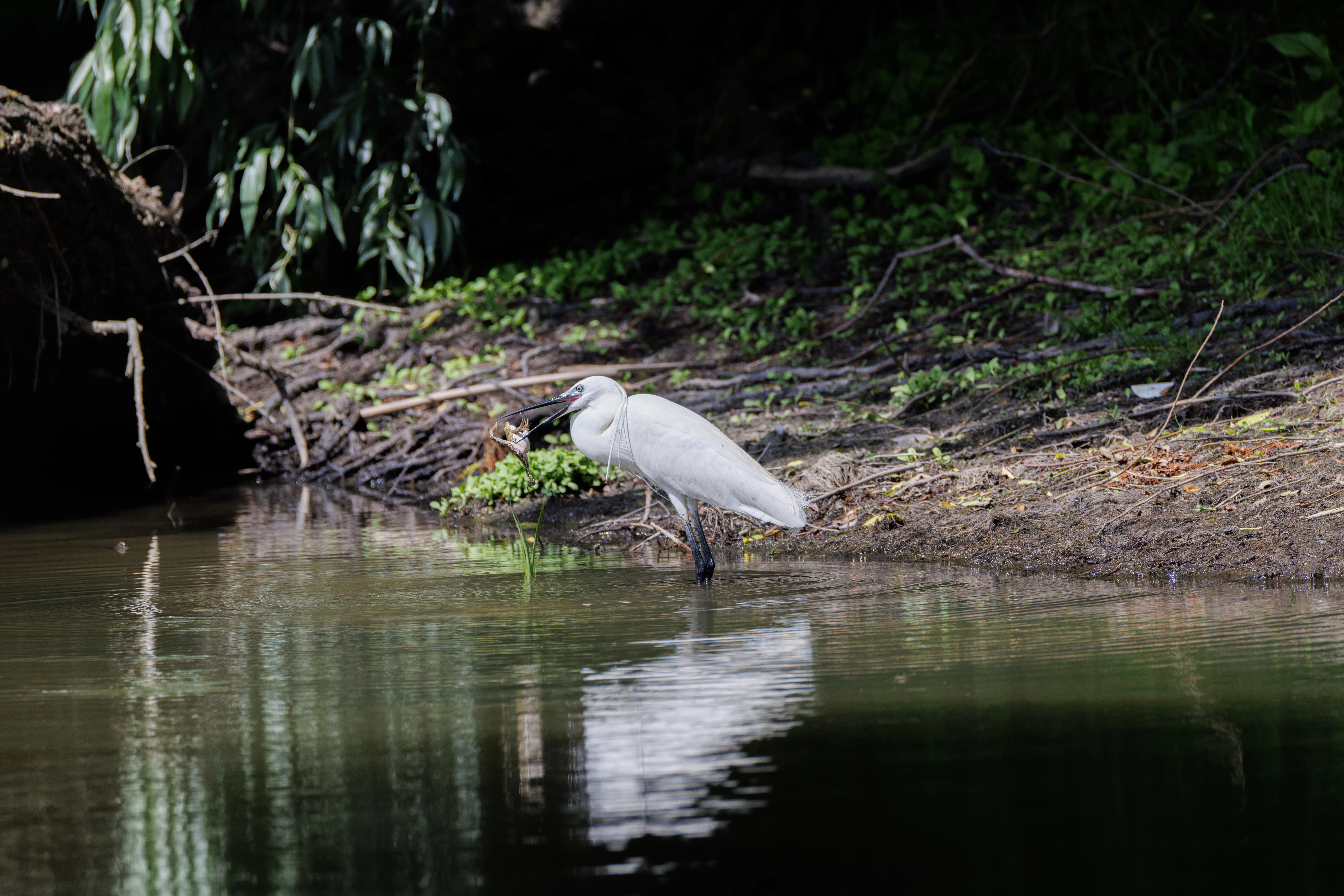 Little Egret with frog, Danube Delta, Romania — photo by Orlando Prugel-Bennett