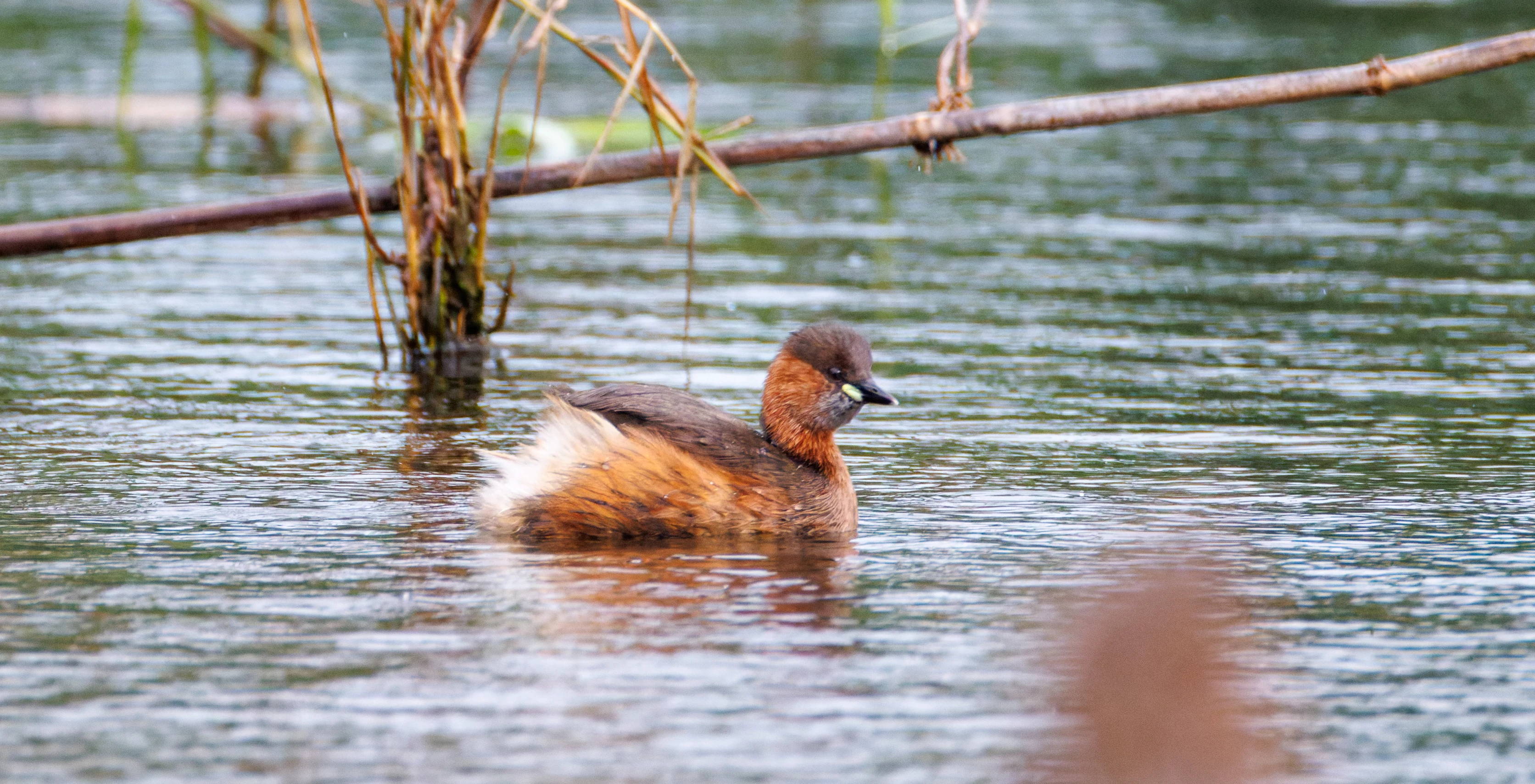 Little Grebe, Clot de Galvany, Alicante, Spain — photo by Orlando Prugel-Bennett