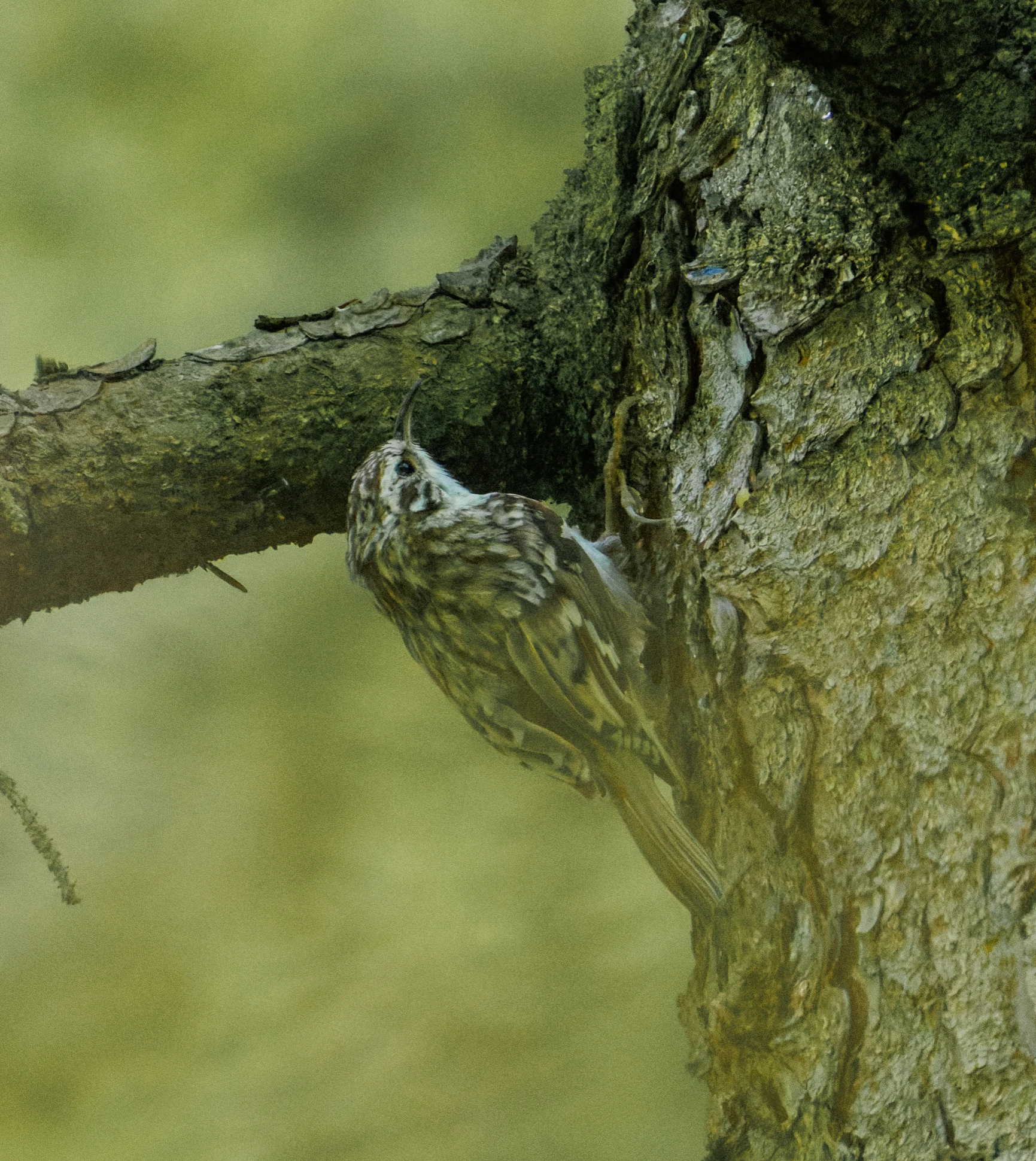Eurasian Treecreeper, Transylvania, Romania — photo by Orlando Prugel-Bennett