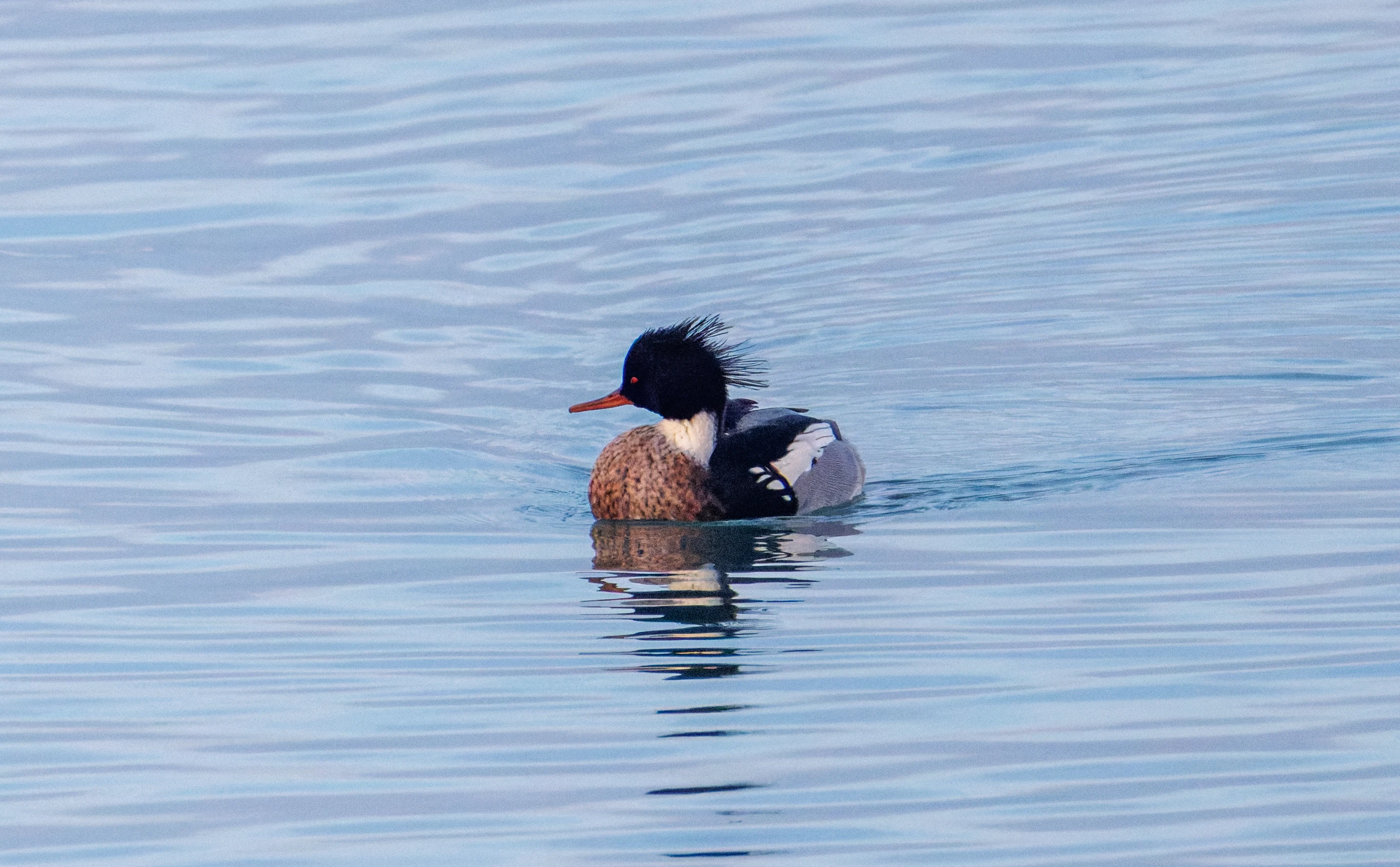 Red-breasted Merganser, Zeeland, Netherlands — photo by Orlando Prugel-Bennett