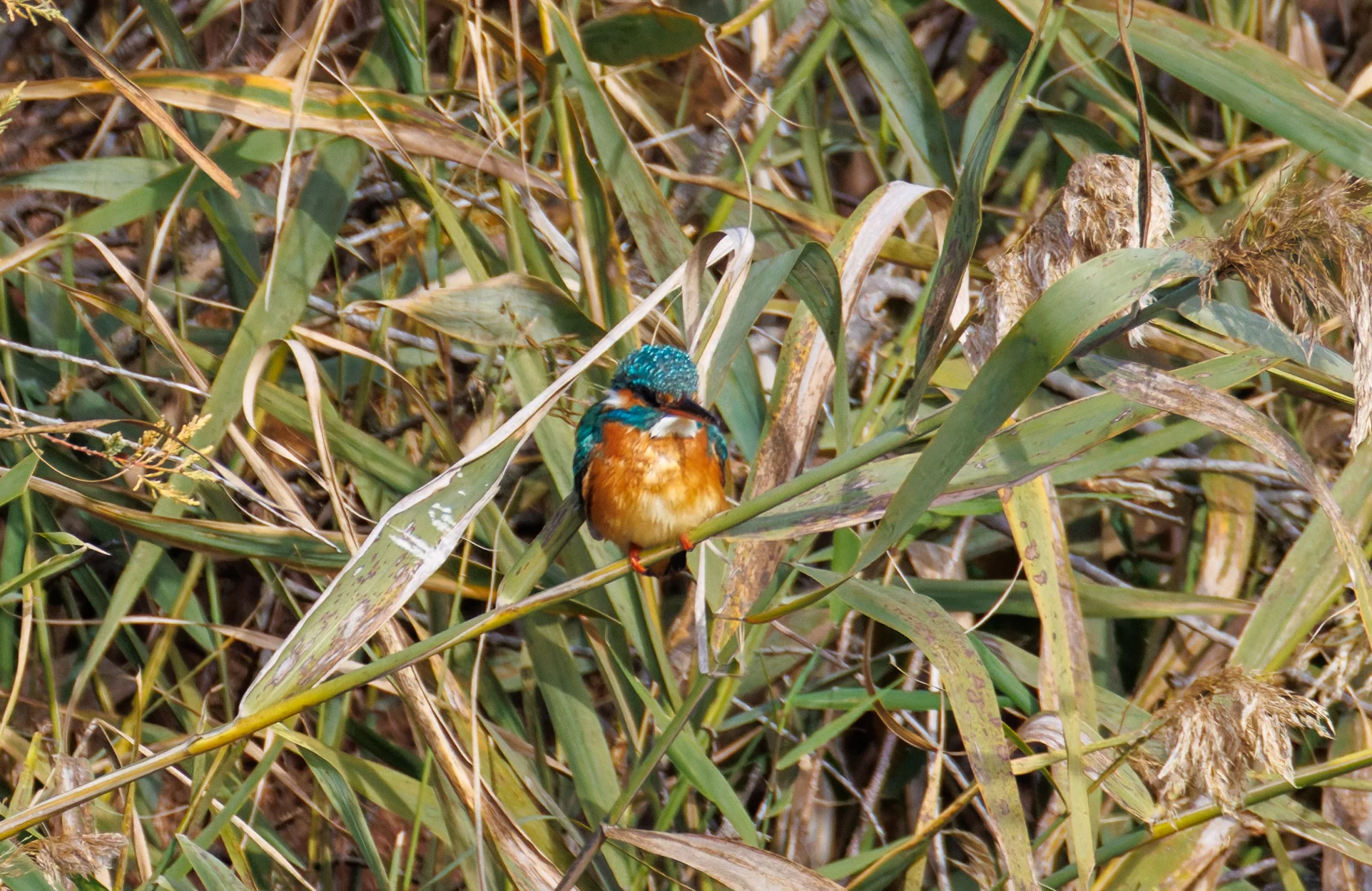 Common Kingfisher, El Hondo, Spain — photo by Orlando Prugel-Bennett