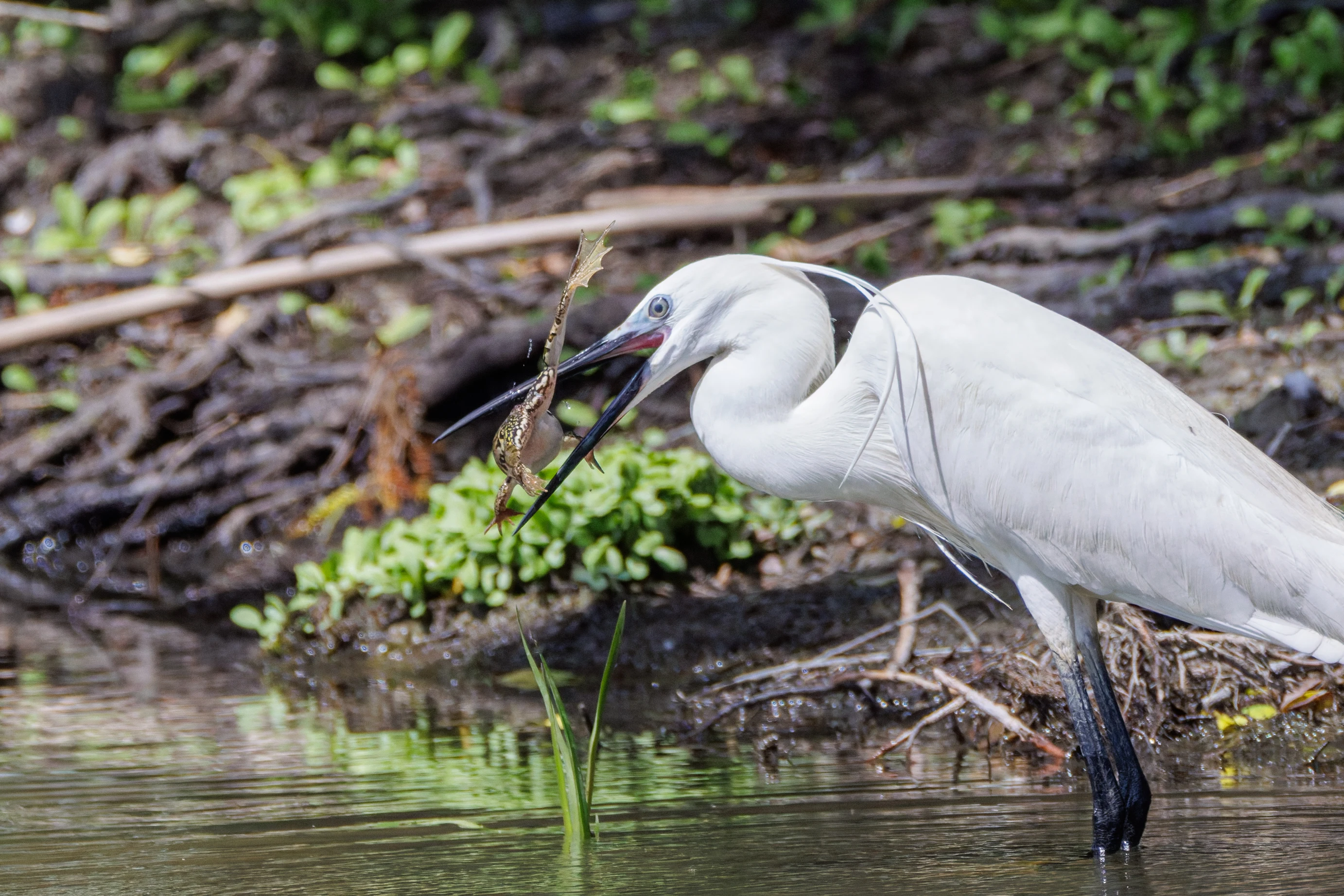Little Egret with fish, Danube Delta, Romania — photo by Orlando Prugel-Bennett