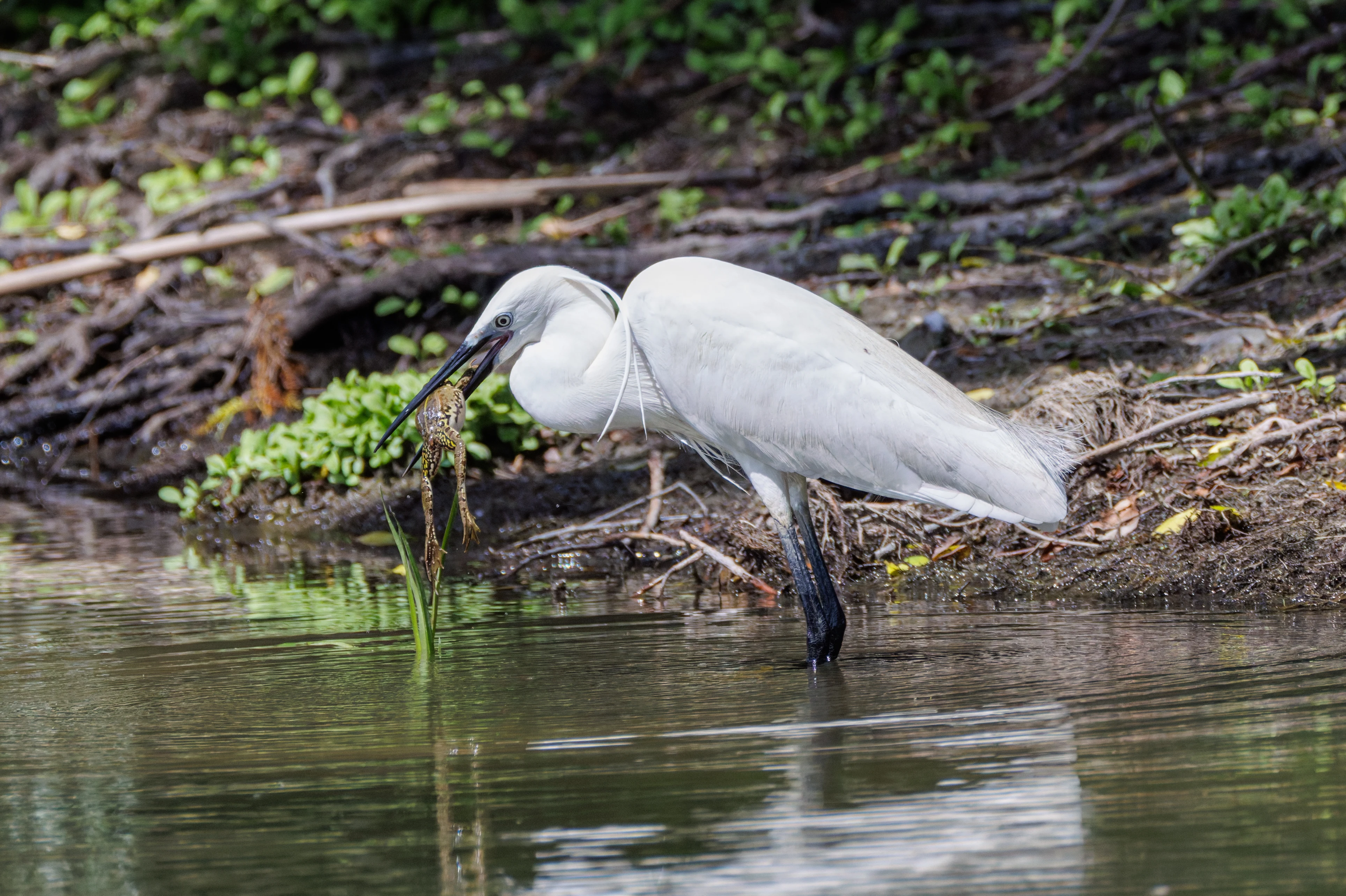 Little Egret with frog, Danube Delta, Romania — photo by Orlando Prugel-Bennett