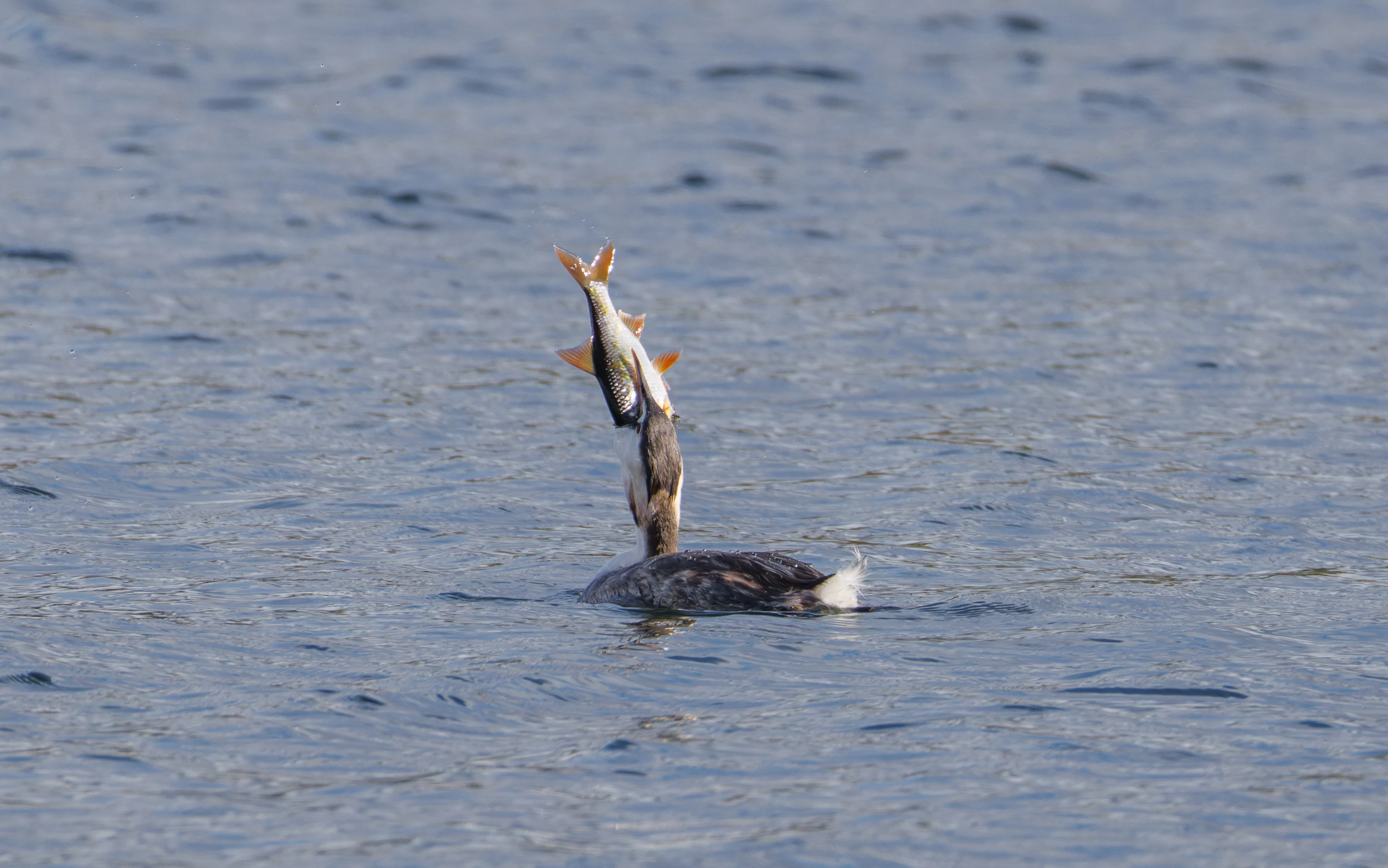 Great Crested Grebe with fish, Blashford Lakes, Hampshire, UK — photo by Orlando Prugel-Bennett