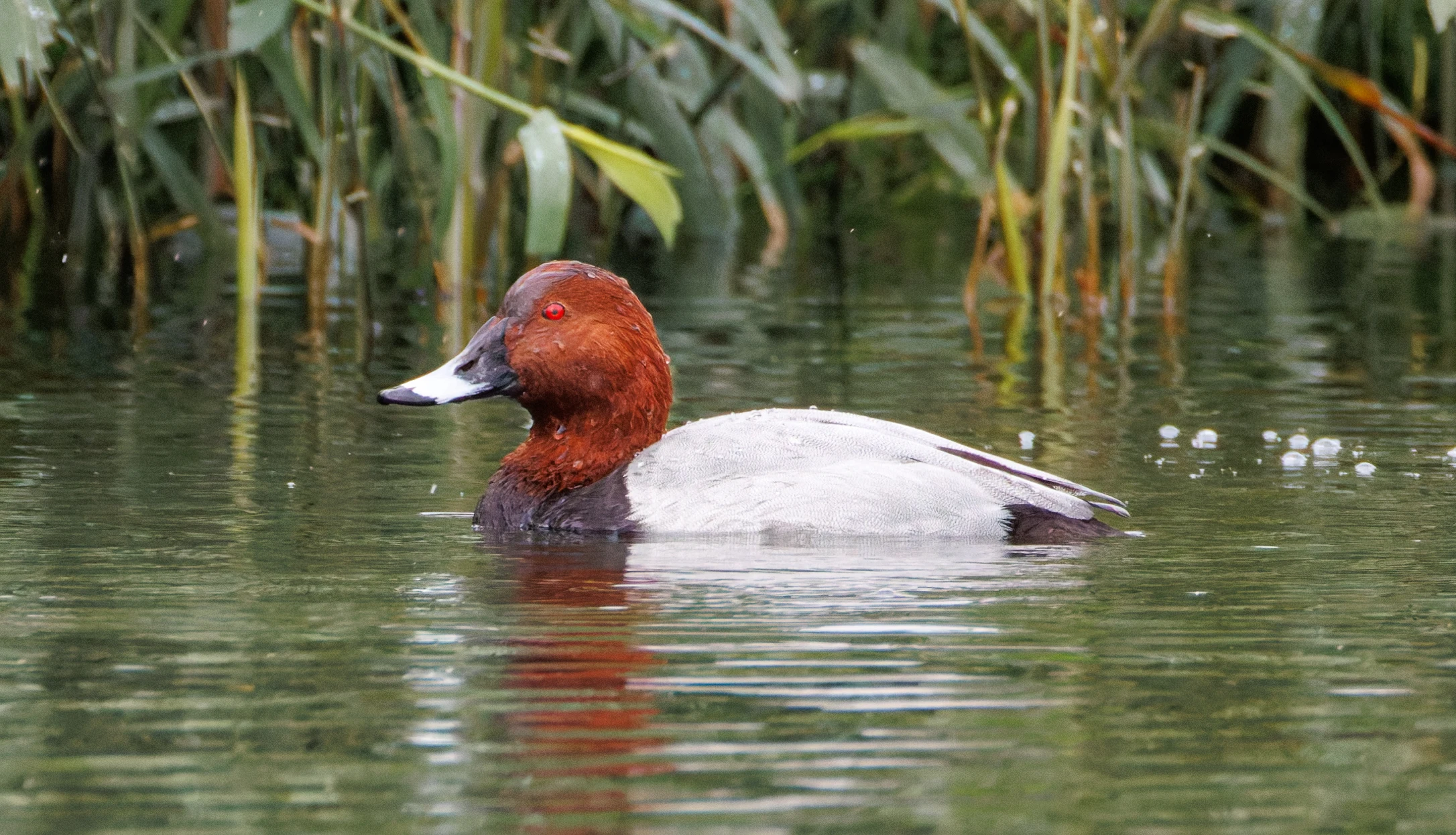Common Pochard, Clot de Galvany, Alicante, Spain — photo by Orlando Prugel-Bennett