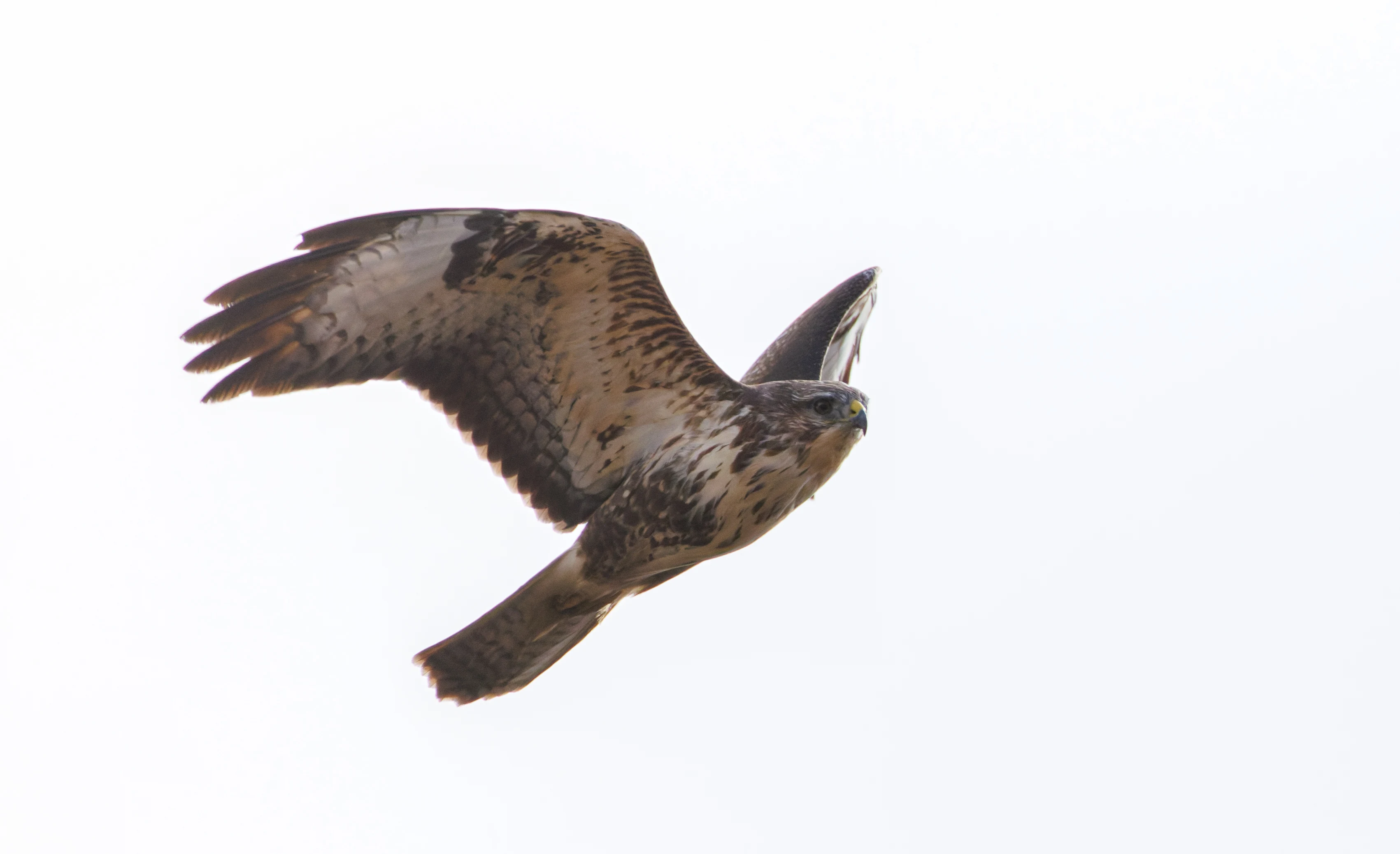 Common Buzzard, Pig Bush, Hampshire, UK — photo by Orlando Prugel-Bennett